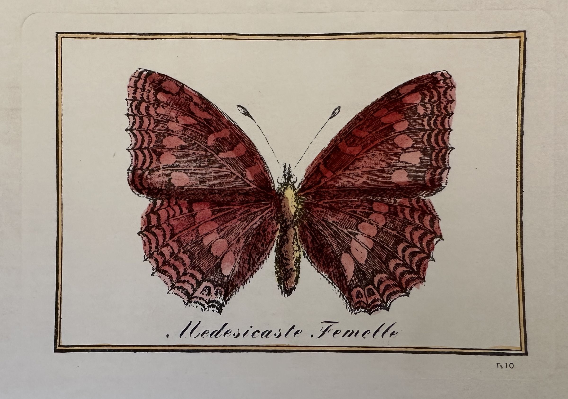 MEDESICASTE FEMELLE Thais medesicaste