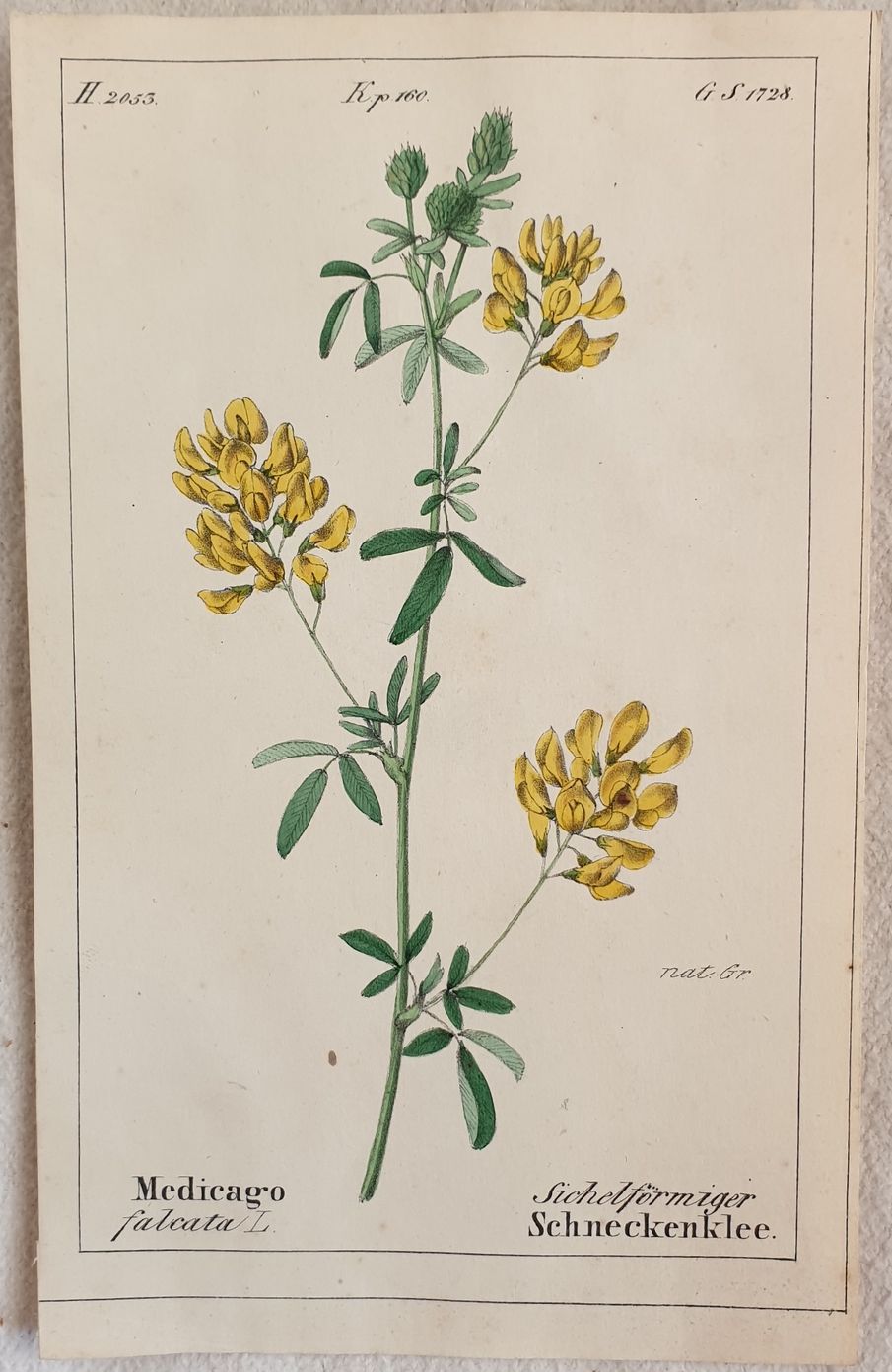 Medicago falcata