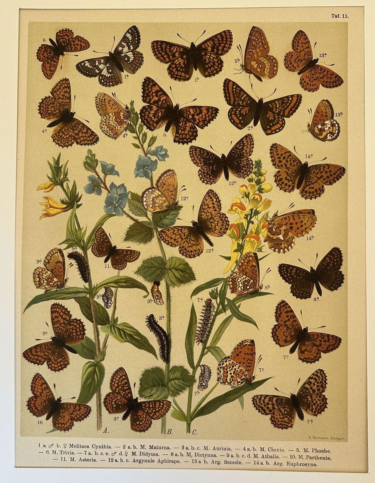 Melitaca Cynthia - M. Maturna - M. Aurinia - M. …