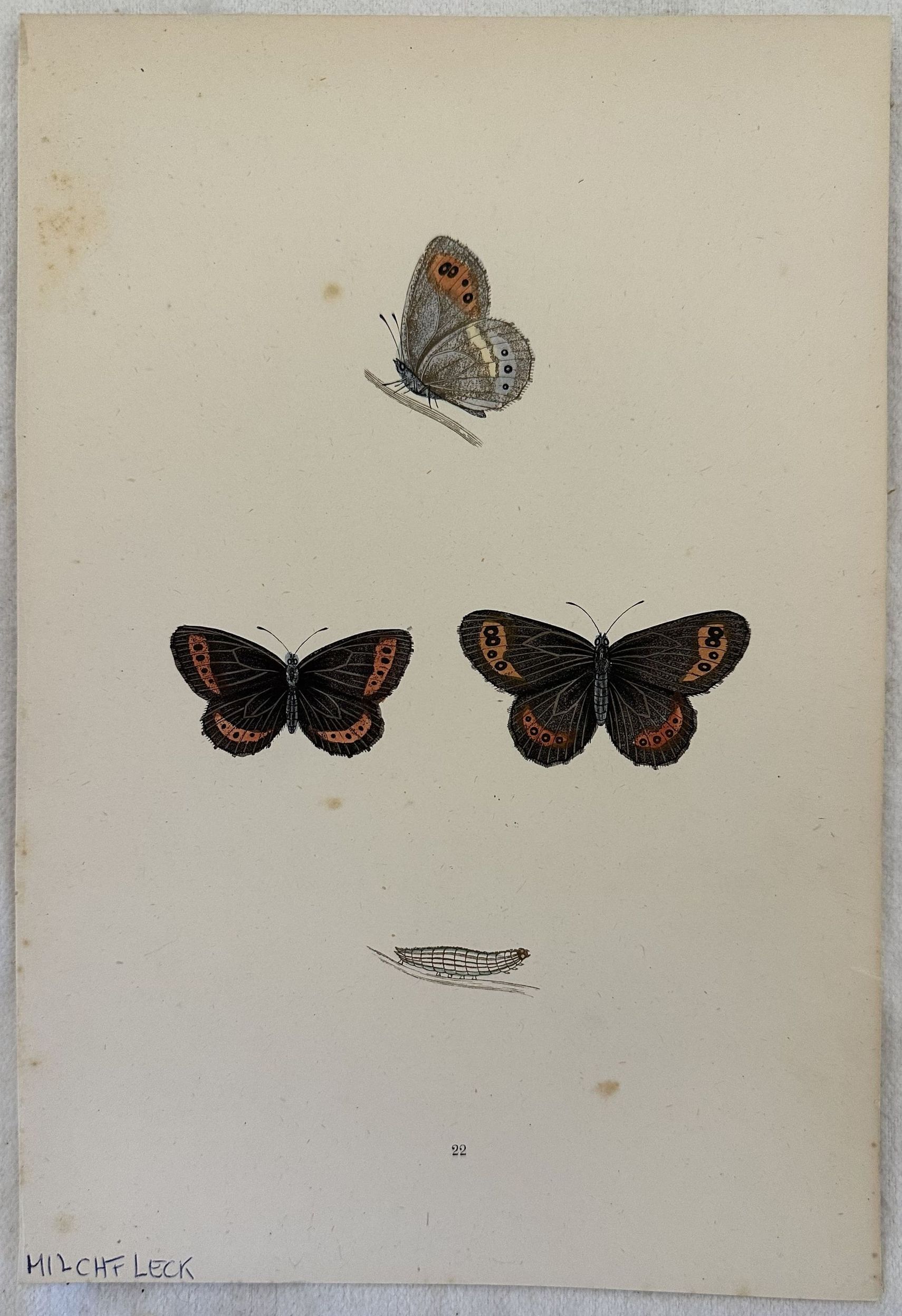 MILCHFLECK Erebia ligea