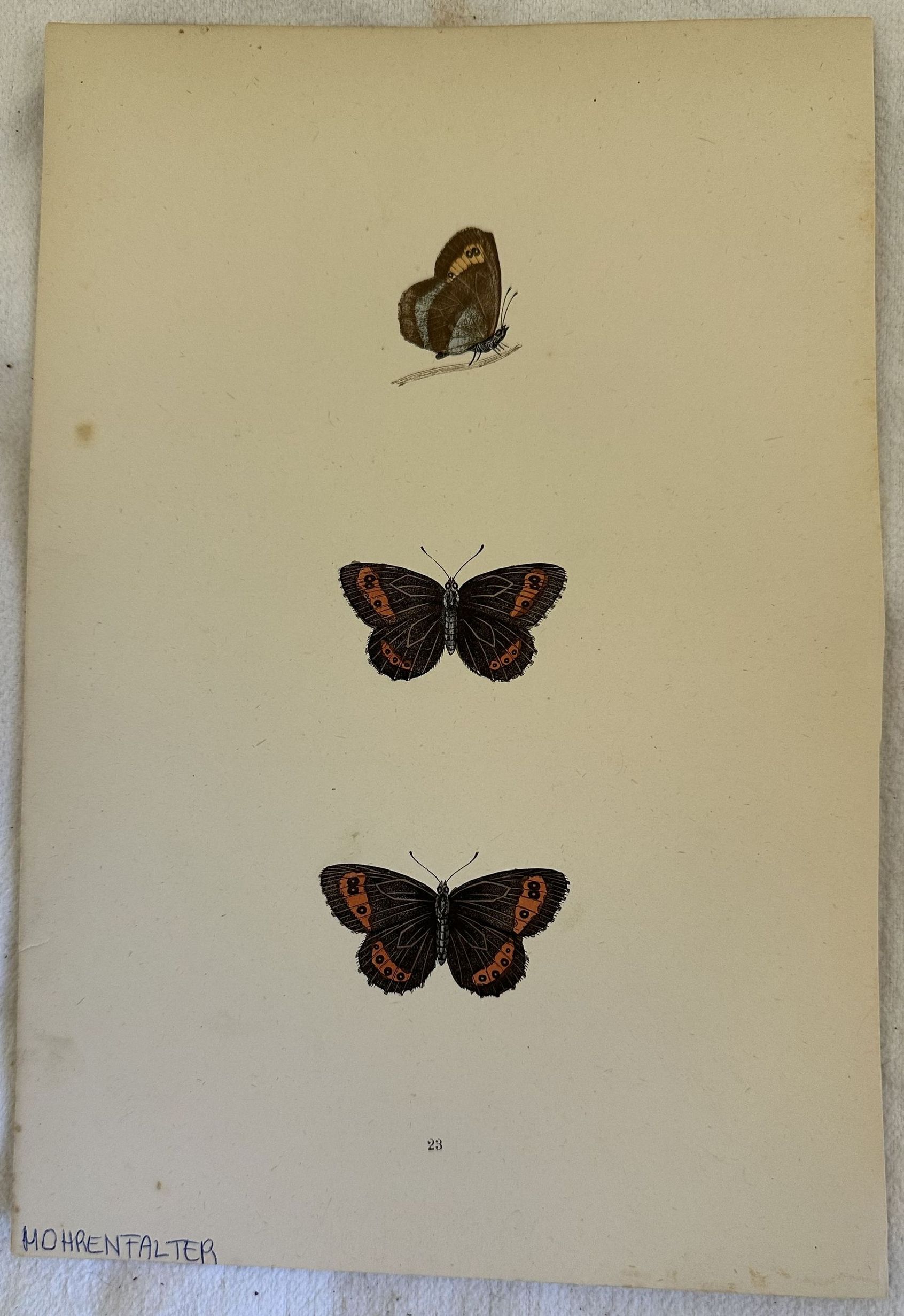 MOHRENFALTER Erebia euryale