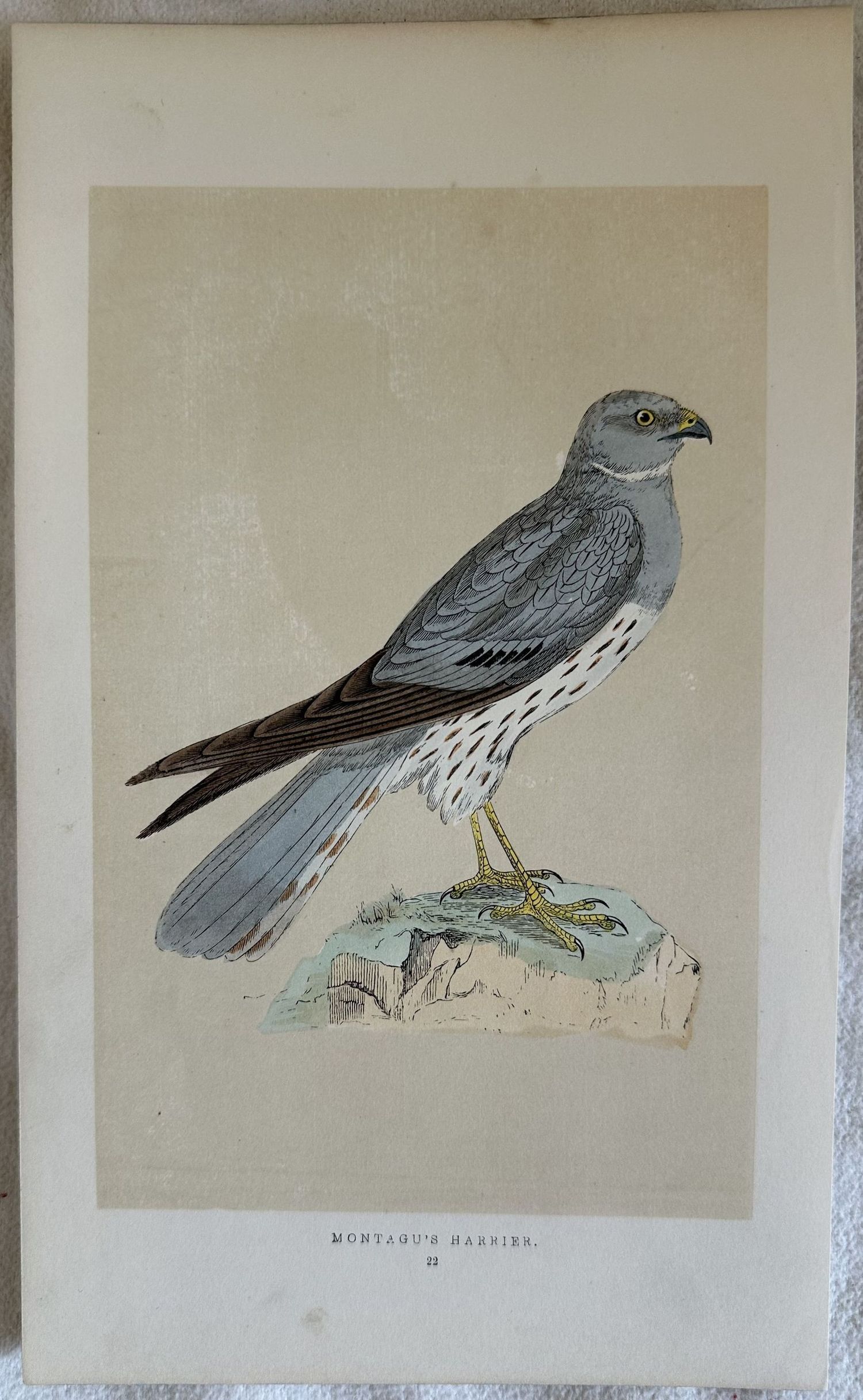 MONTAGU'S HARRIER (Albanella minore)