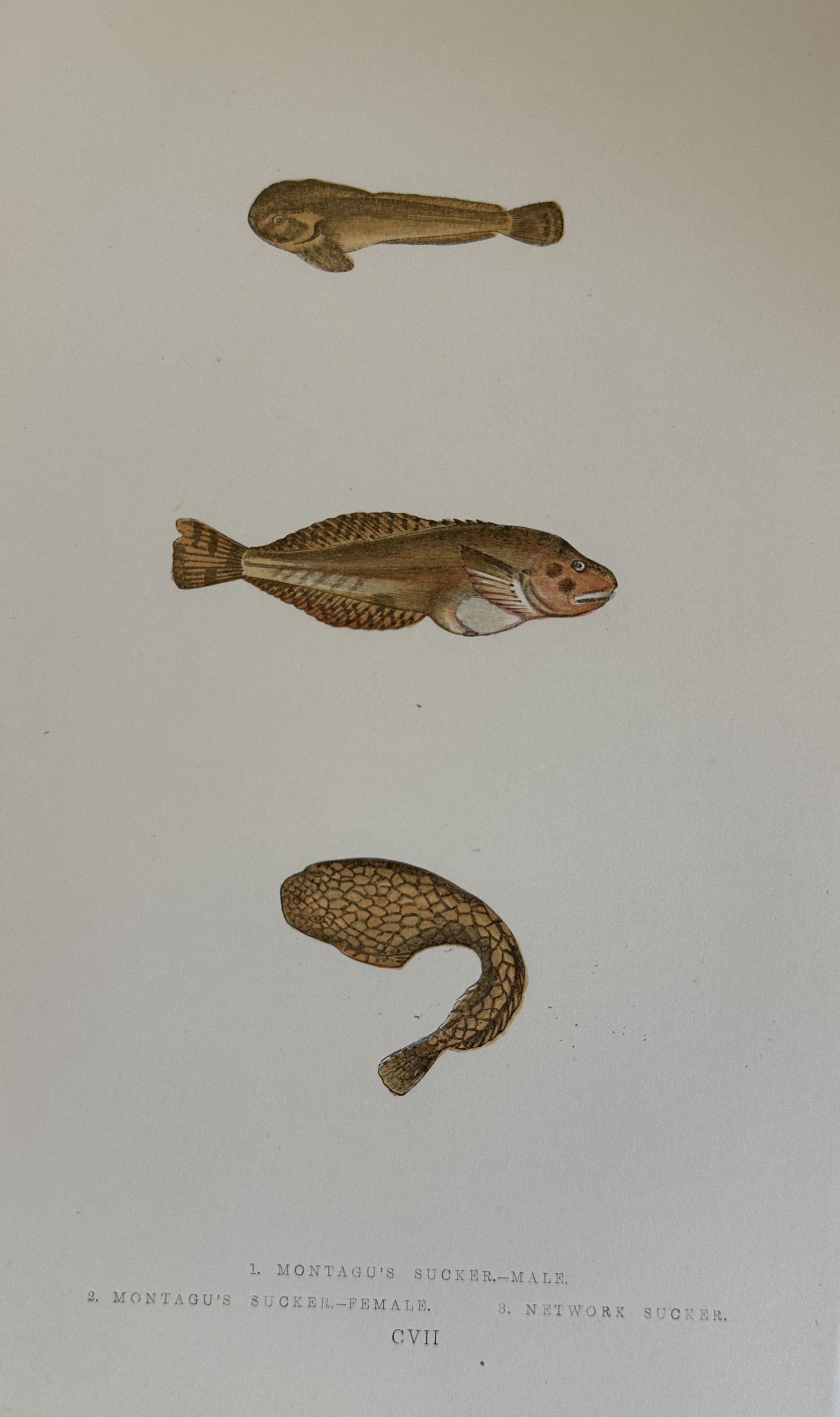MONTAGU'S SUCKER - MALE (Liparis montagui) La lumaca di mare …
