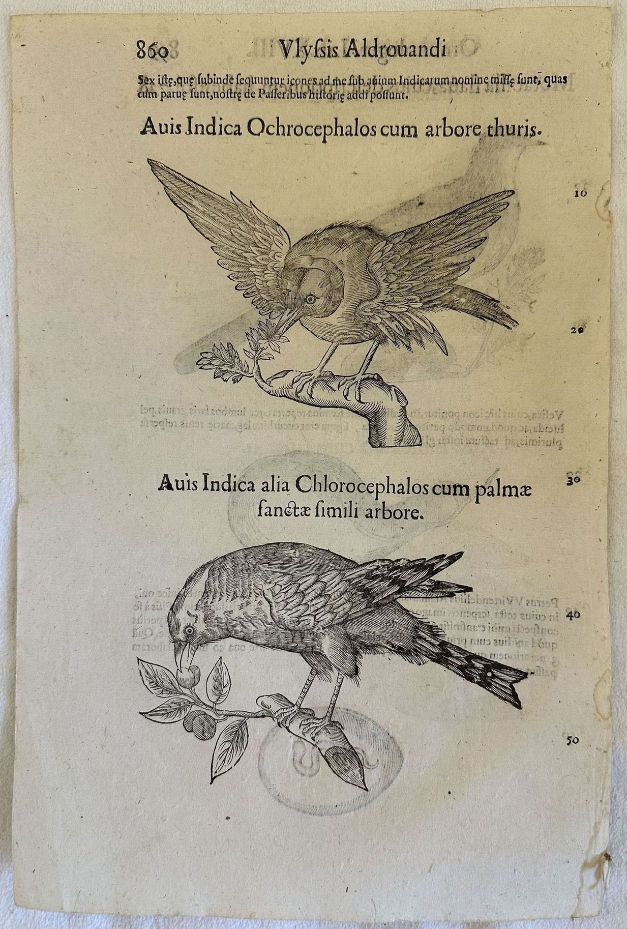 MOTACILLA FLAVA CUIUS DESCRIPTIONEM HABES AVIS INDICA OCHROCEPHALOS AVIS INFICA …