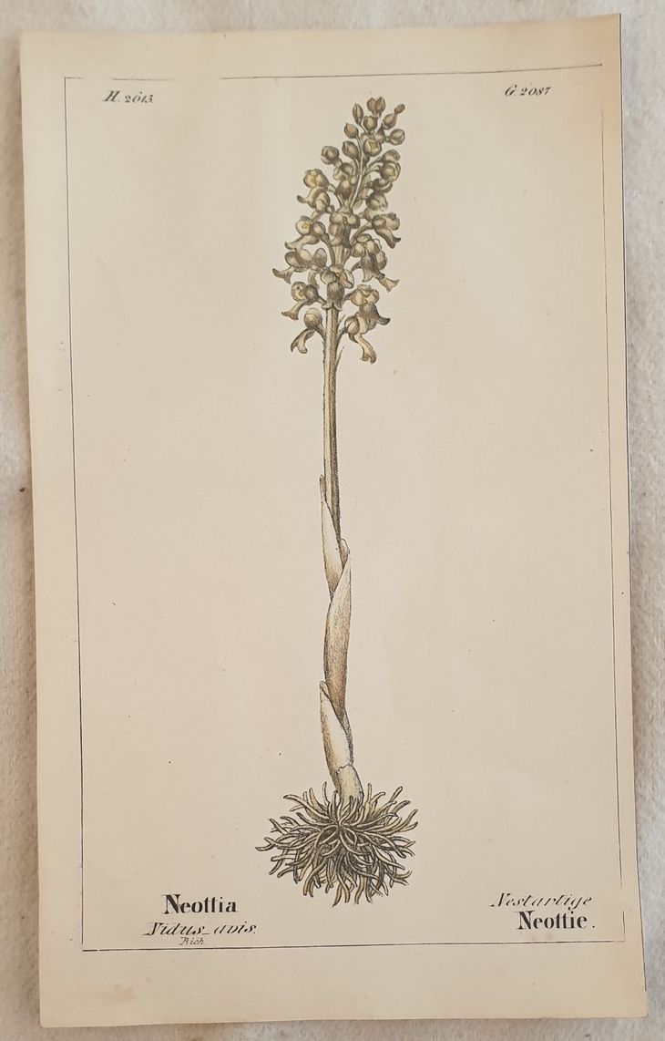 Neottia vidus avis