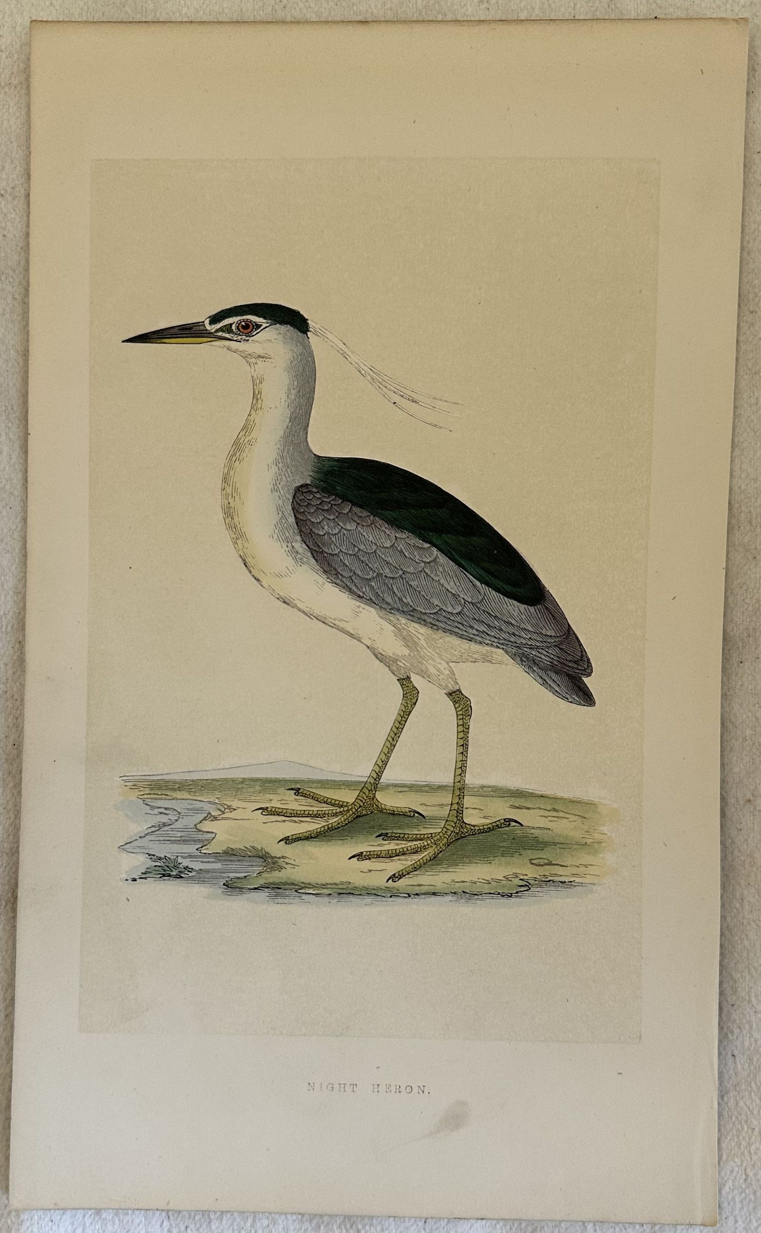 NIGHT HERON Nycticorax nycticorax (Nitticora)