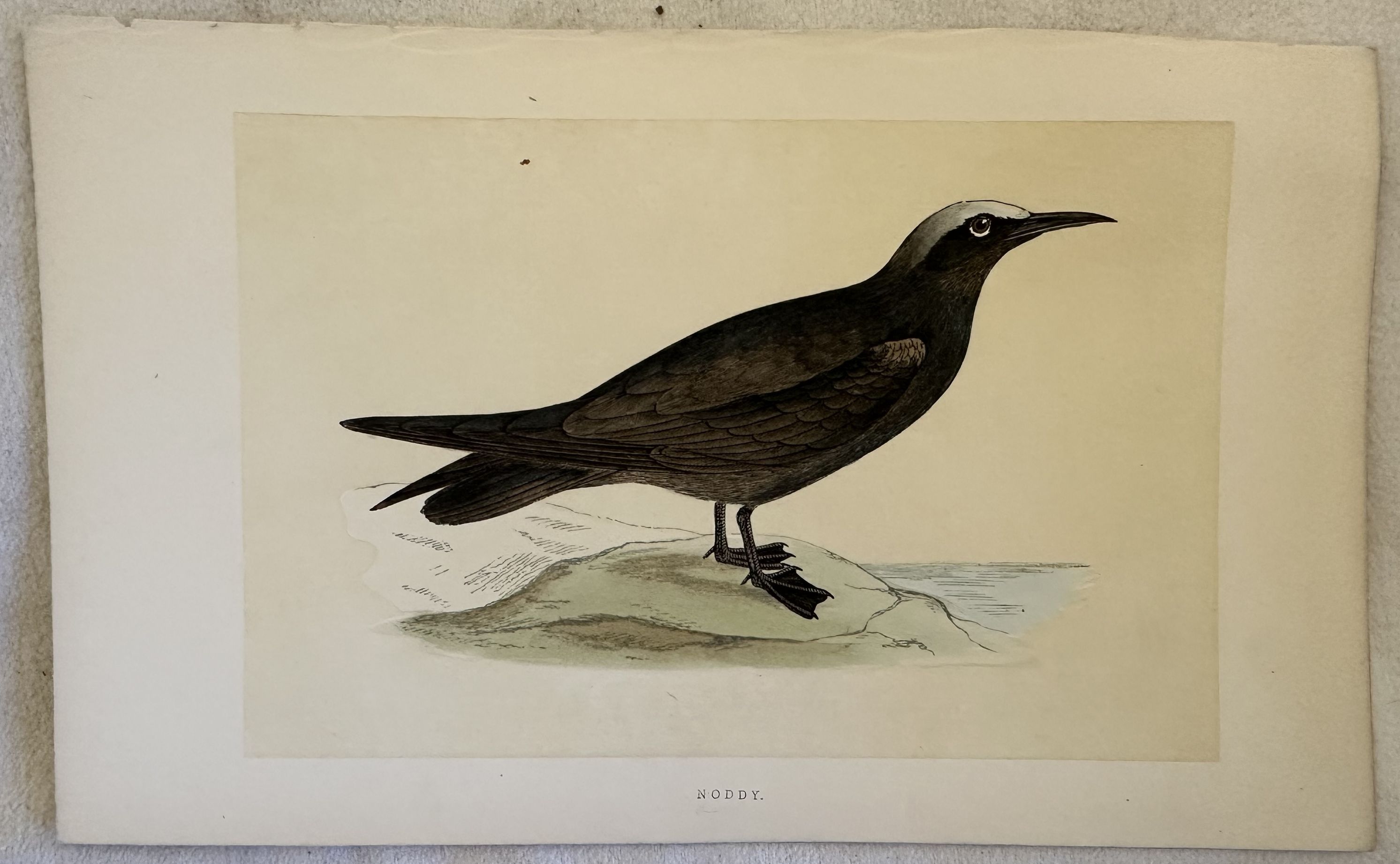 NODDY Anous stolidus (Sterna stolida)