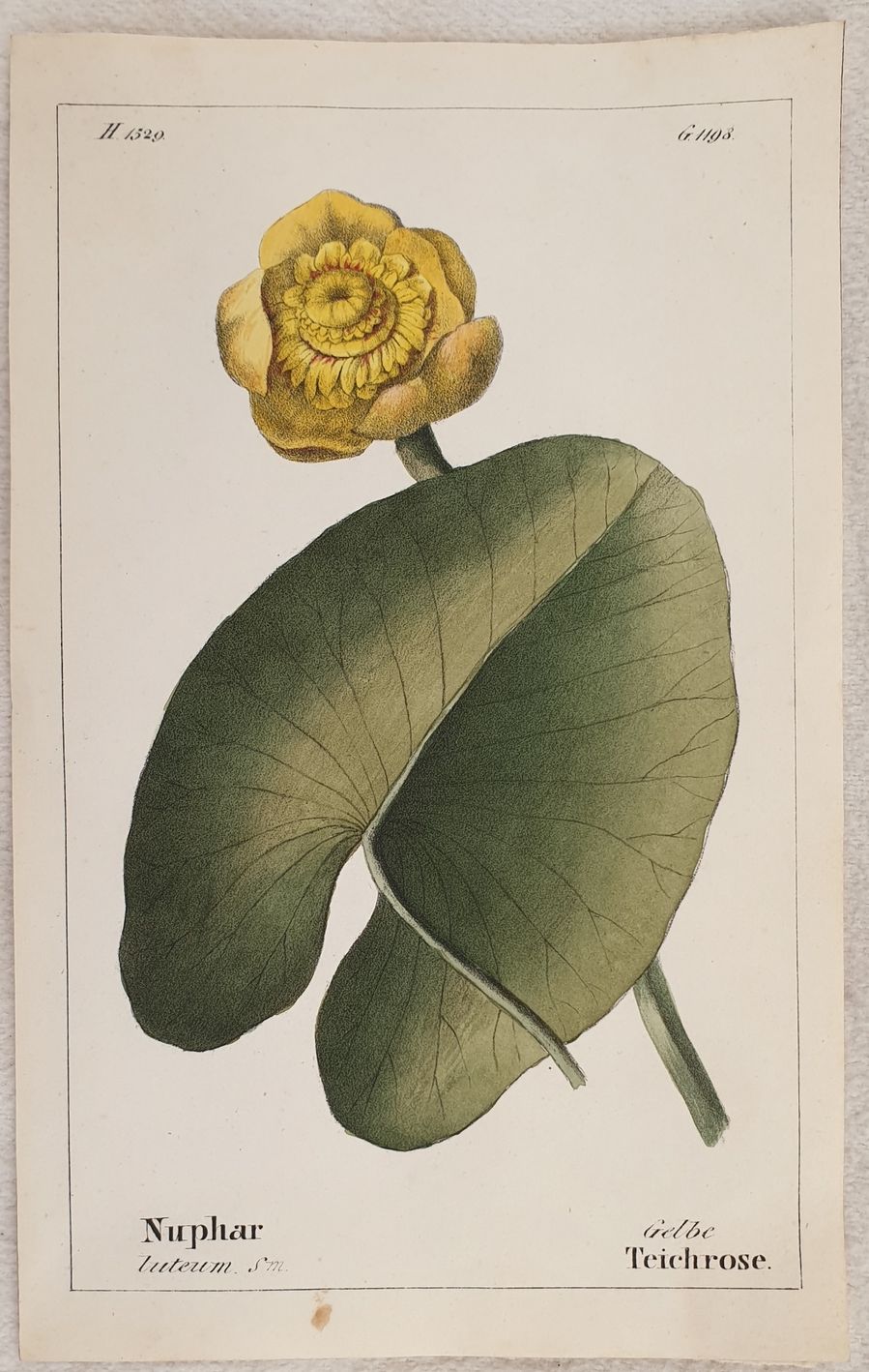 Nuphar luteum