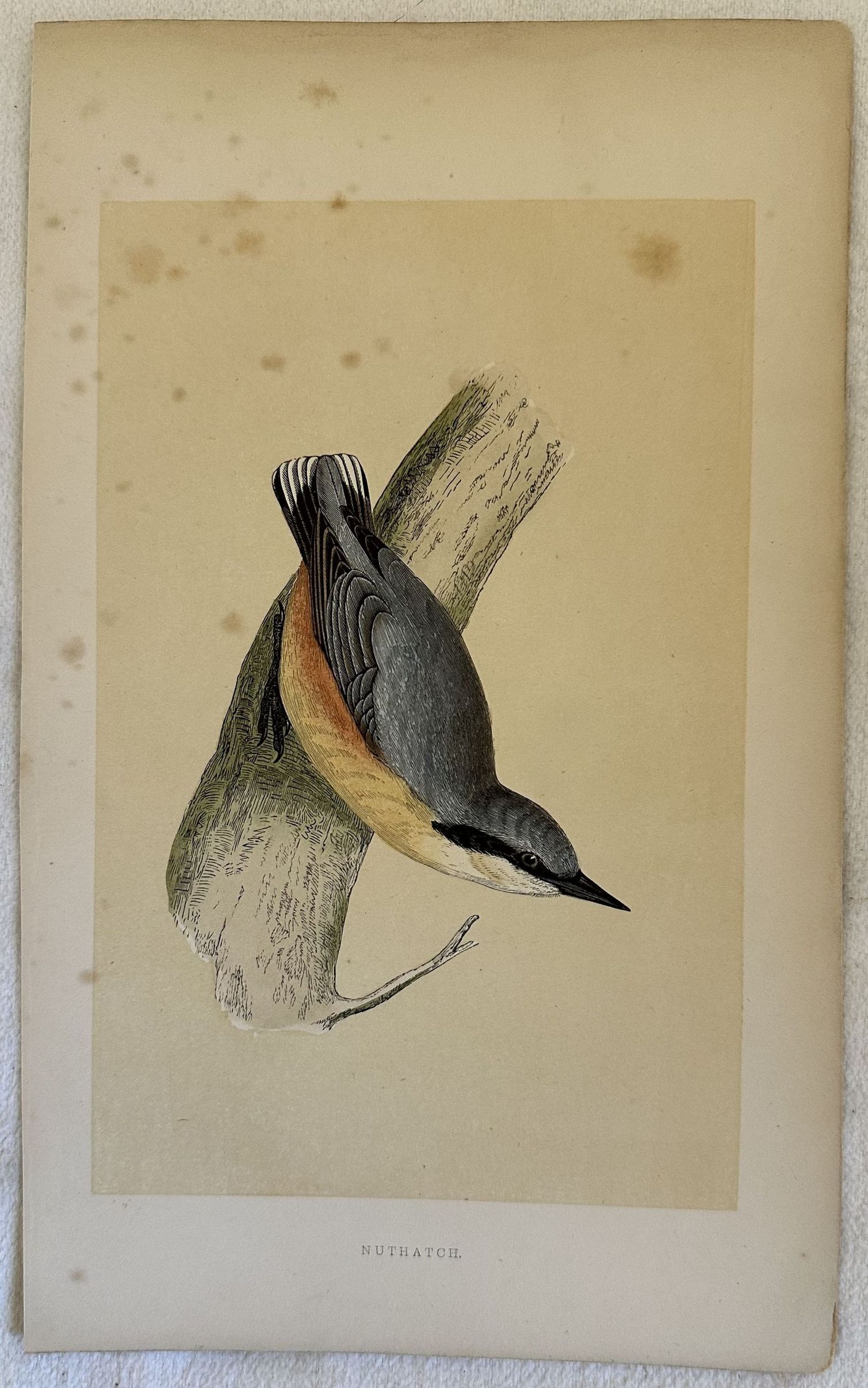 NUTHATCH (RED-BREASTED NUTHATCH) Sitta canadensis (Picchio muratore pettofulvo)