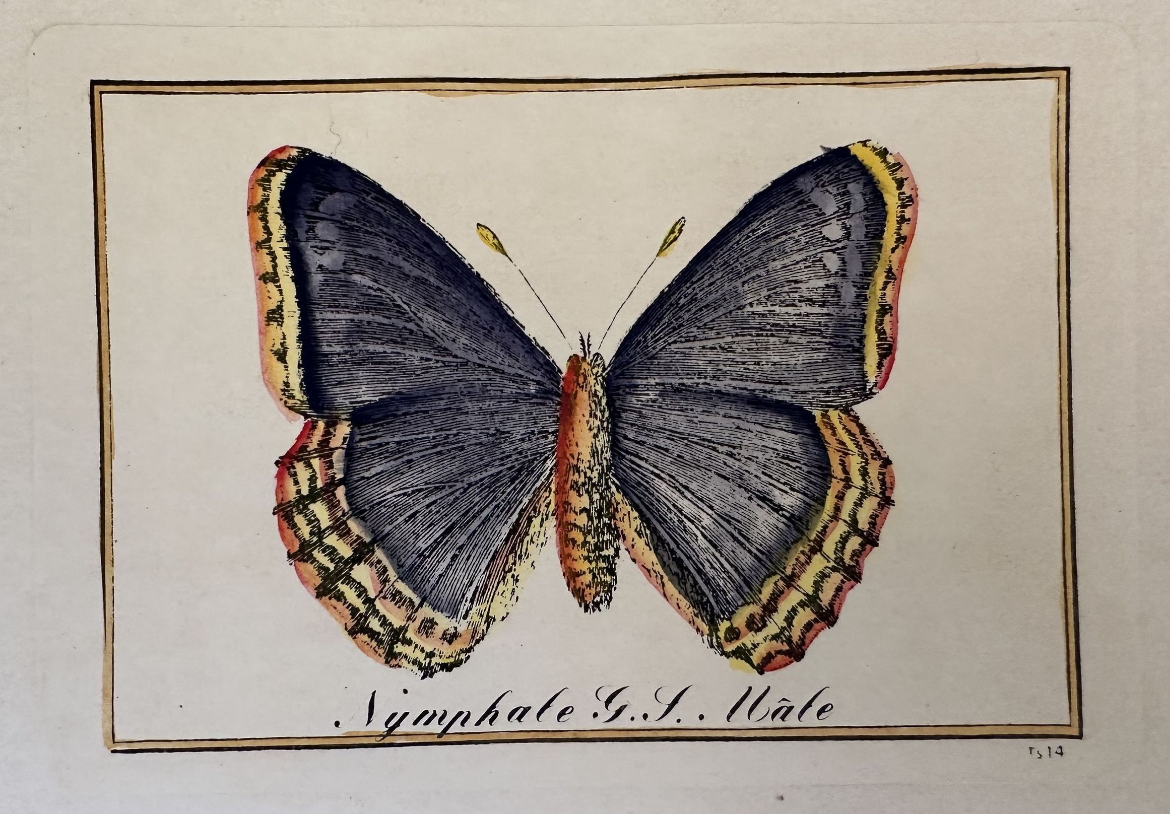 NYMPHALE G. S. MALE Nymphale