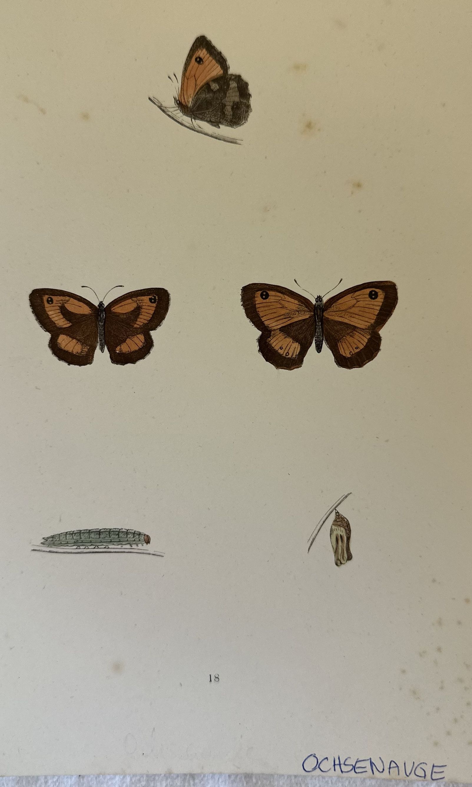 OCHSENAUGE Maniola jurtina