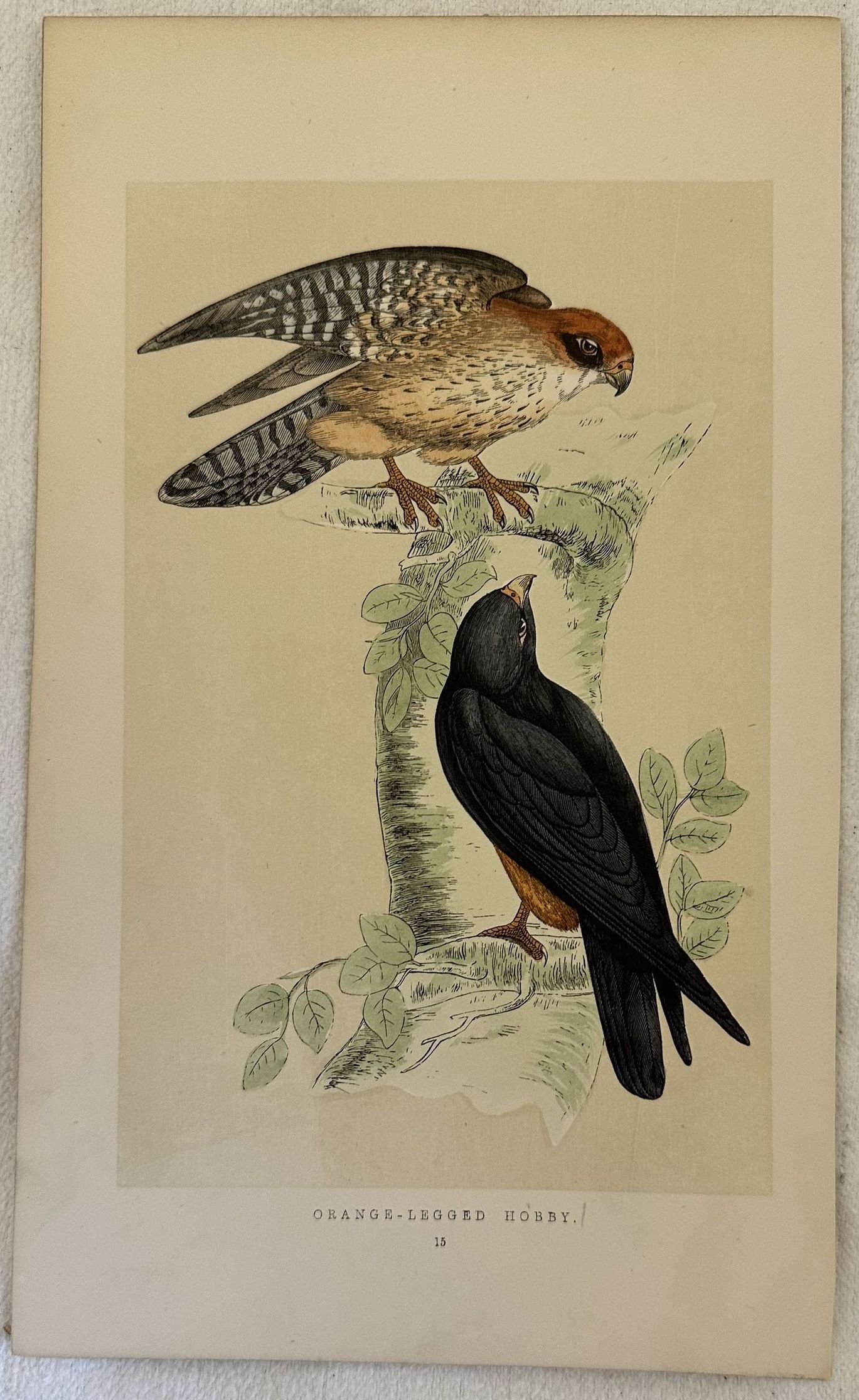 ORANGE-LEGGED HOBBY (Falco piedi rossi)