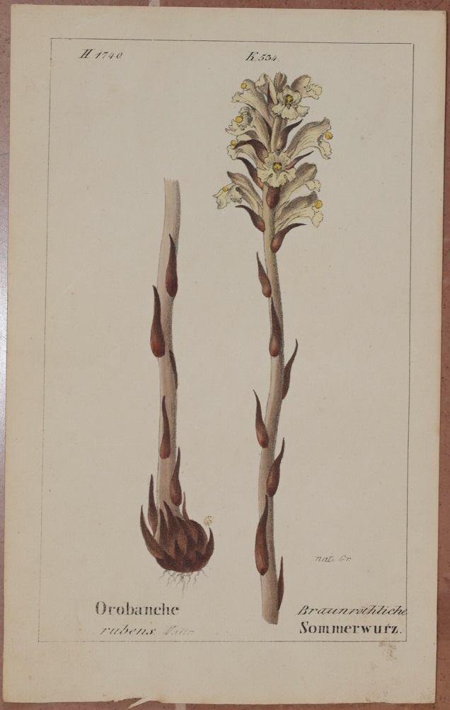 Orobanche rubens