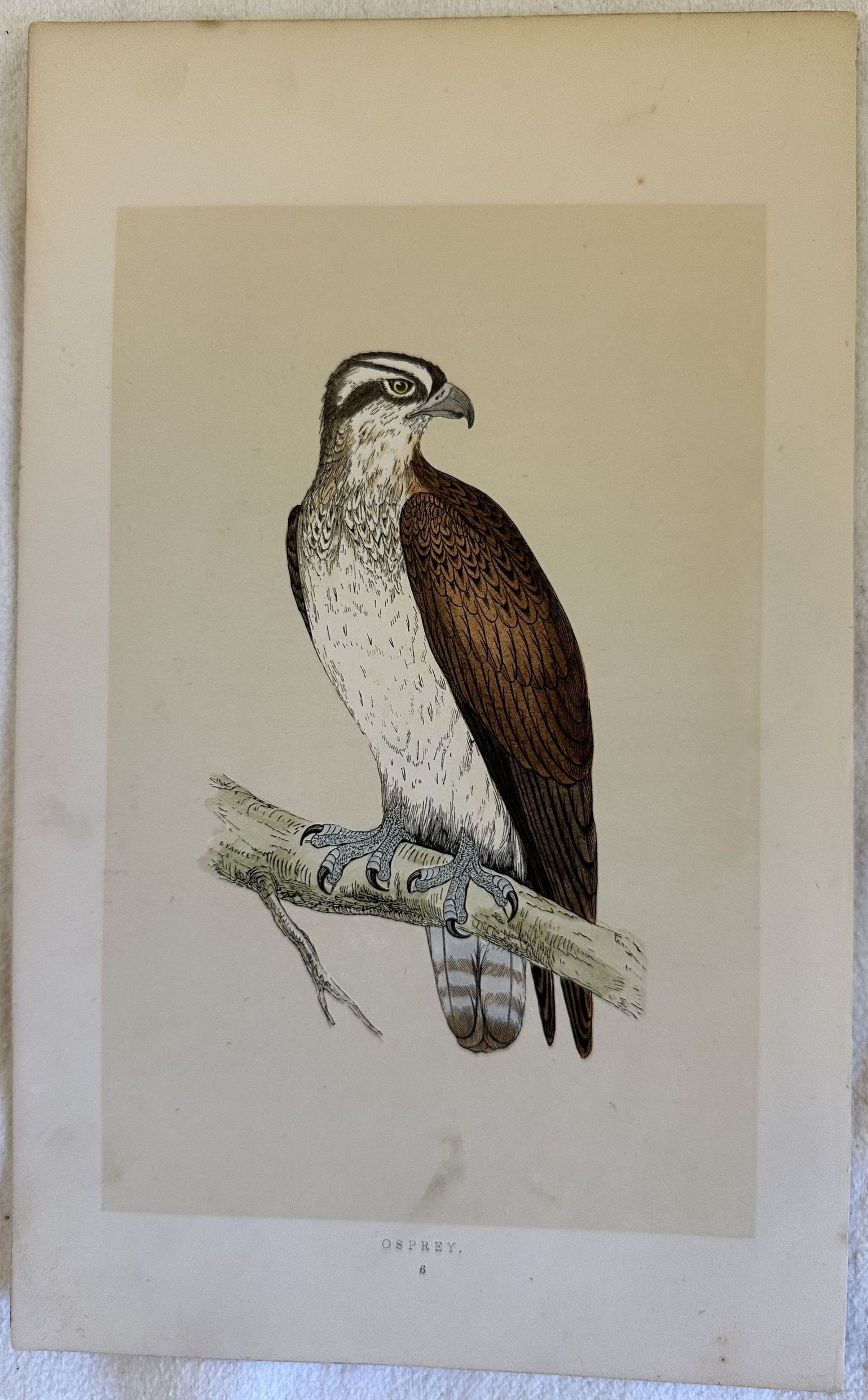 OSPREY Pandion haliaetus (Falco pescatore)