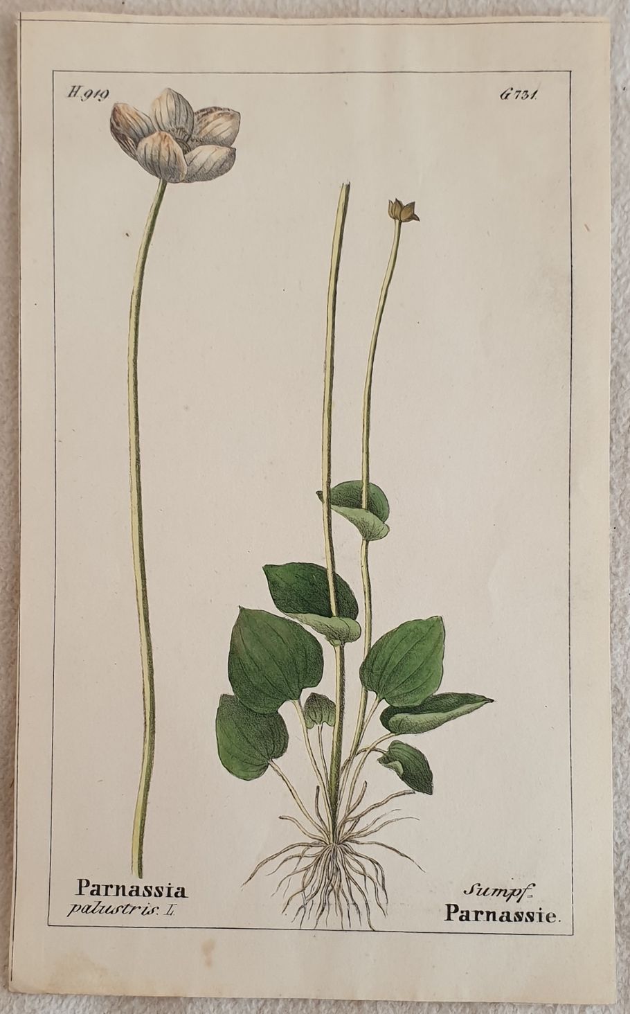 Parnassia palustris