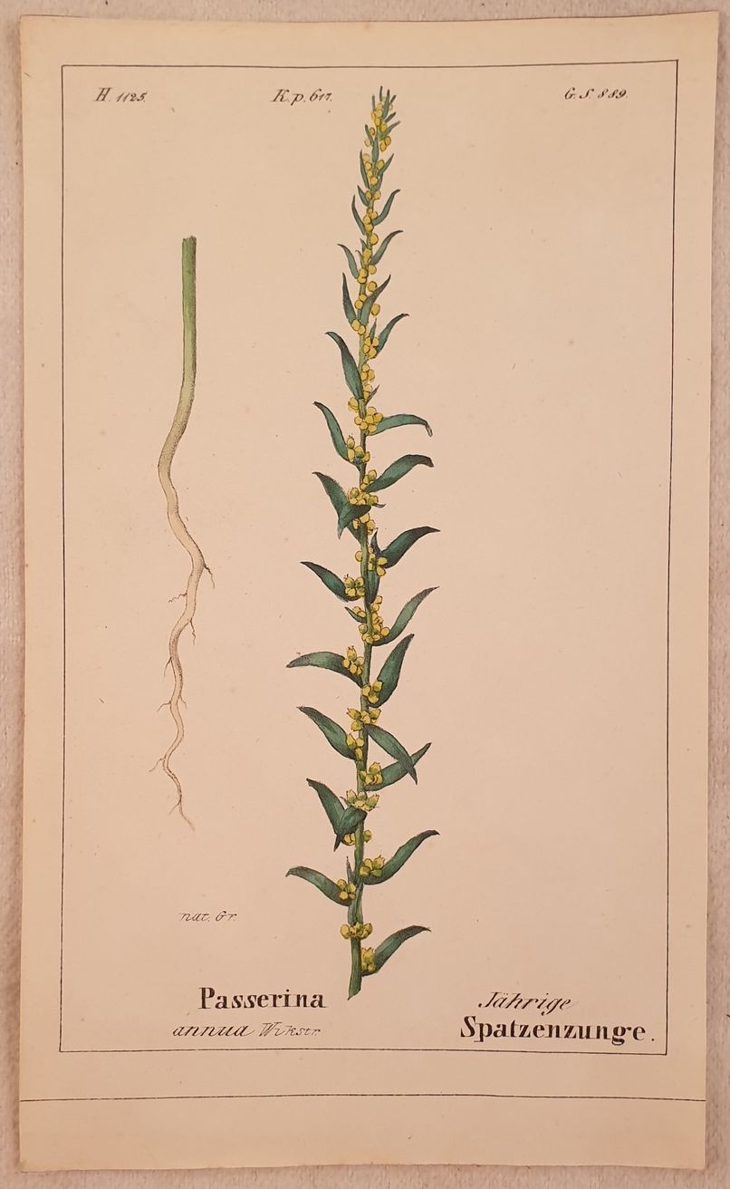 Passerina annua
