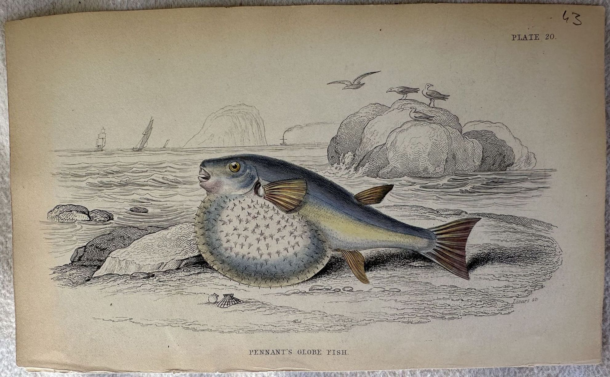 PENNANT'S GLOBE FISH (Pesce globo di Pennant)