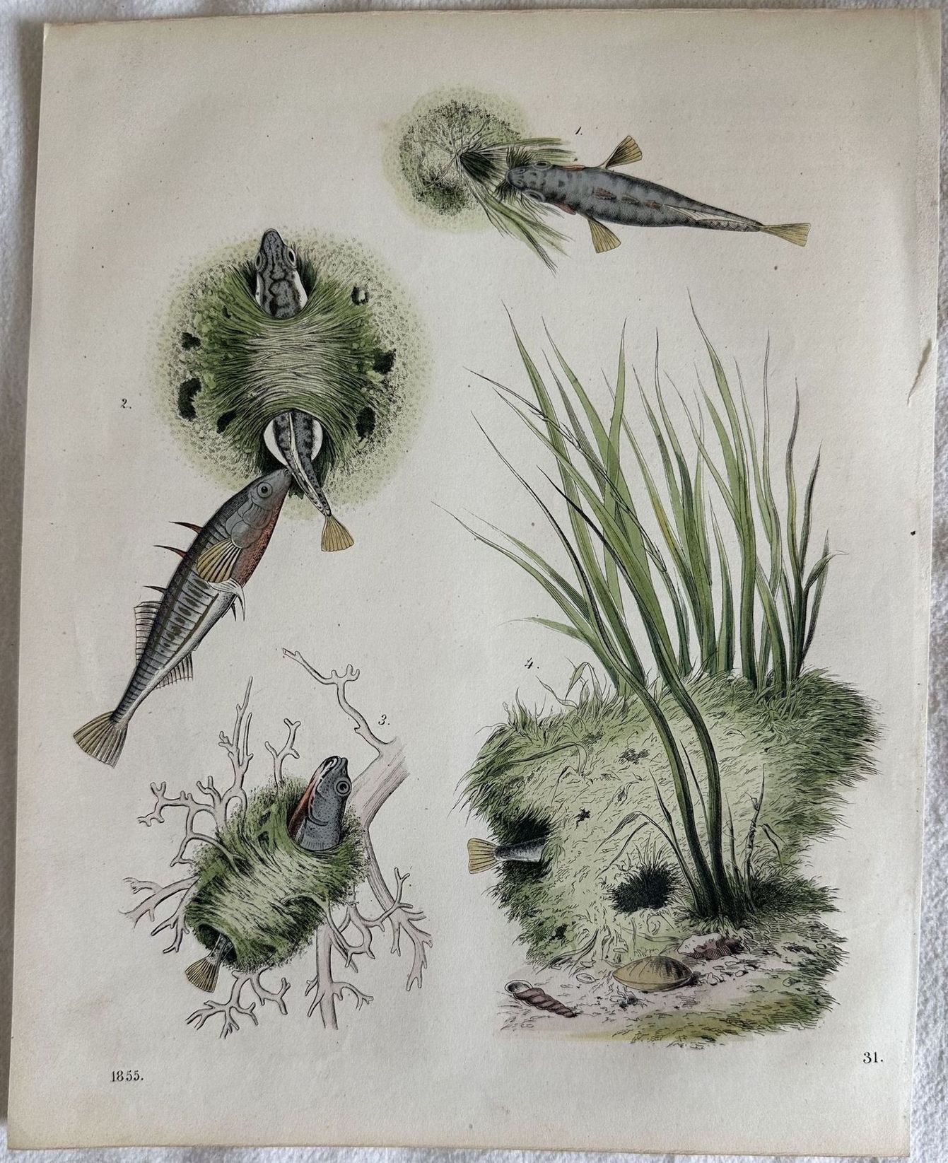 PESCE CASTAGNOLA 1855