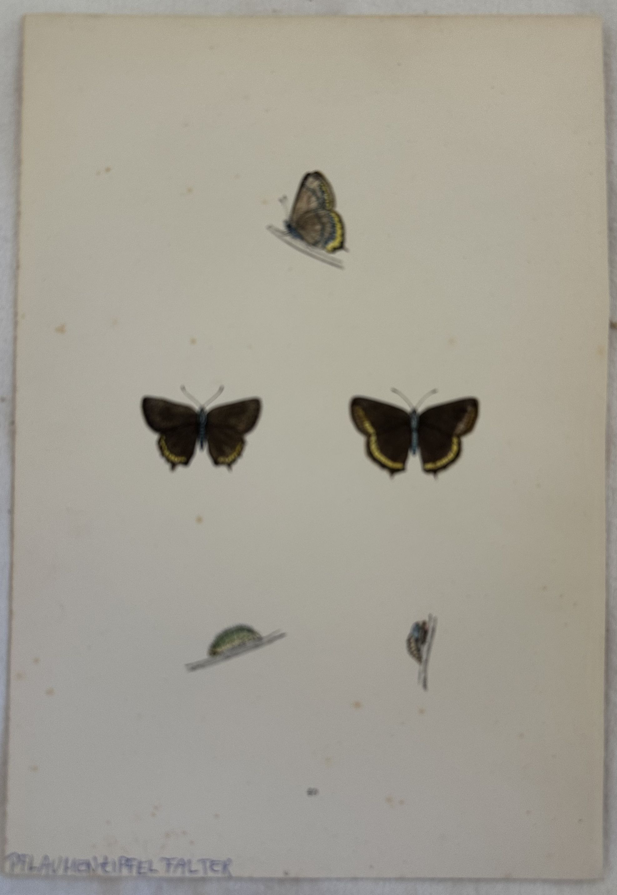 PFLAUMEN ZIPFELFALTER Satyrium pruni