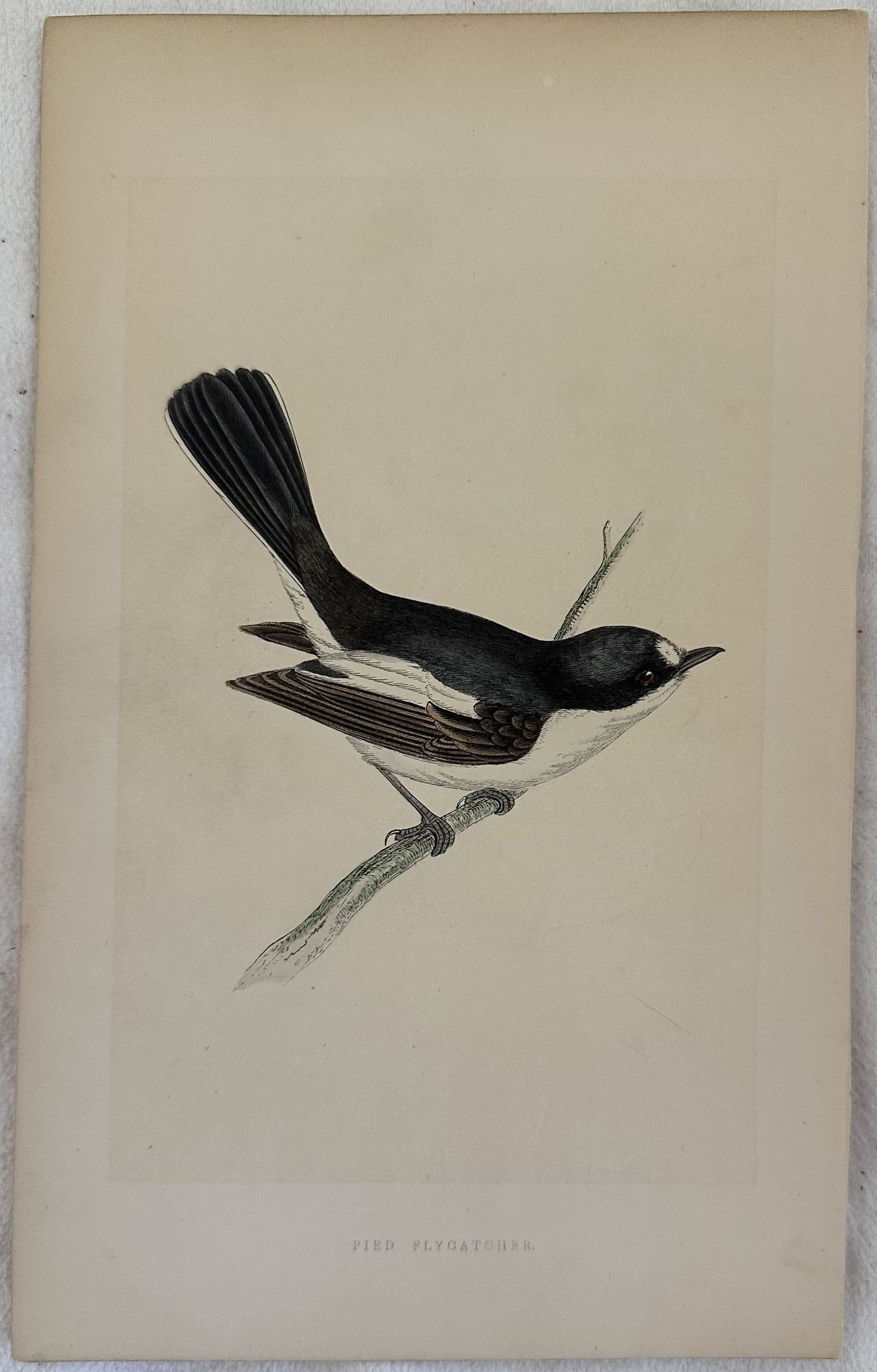 PIED FLYCATCHER Ficedula hypoleuca (Balia nera)