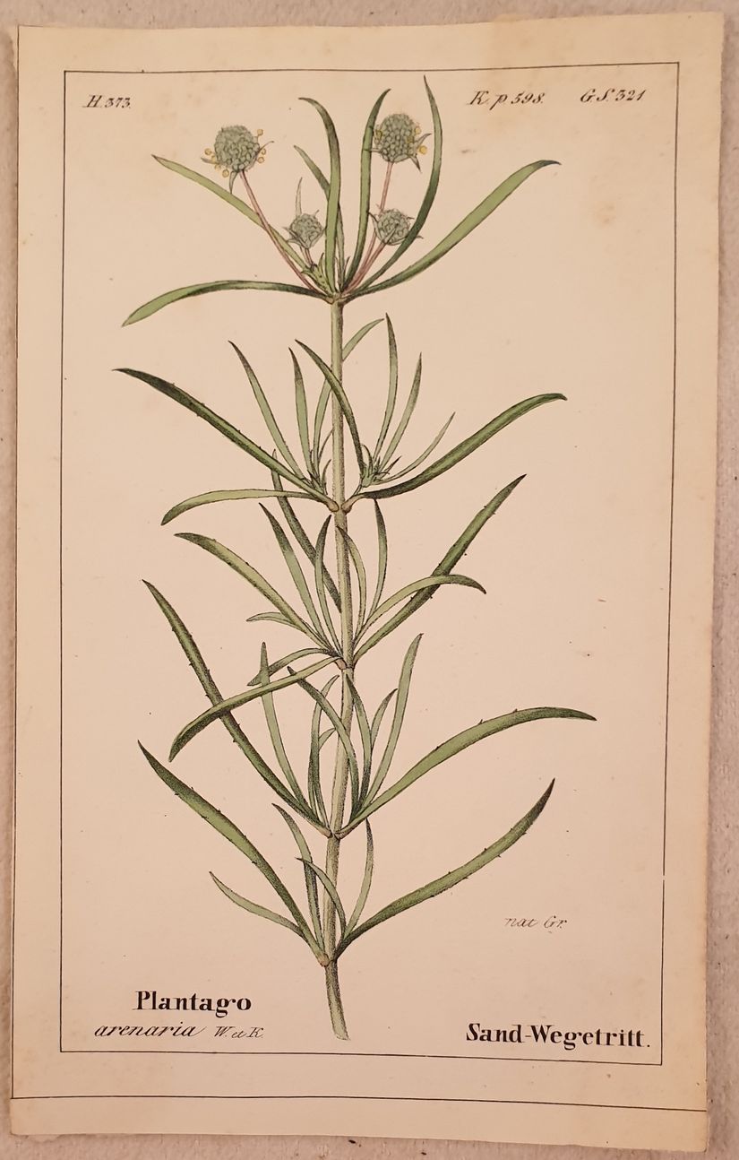 Plantago arenaria