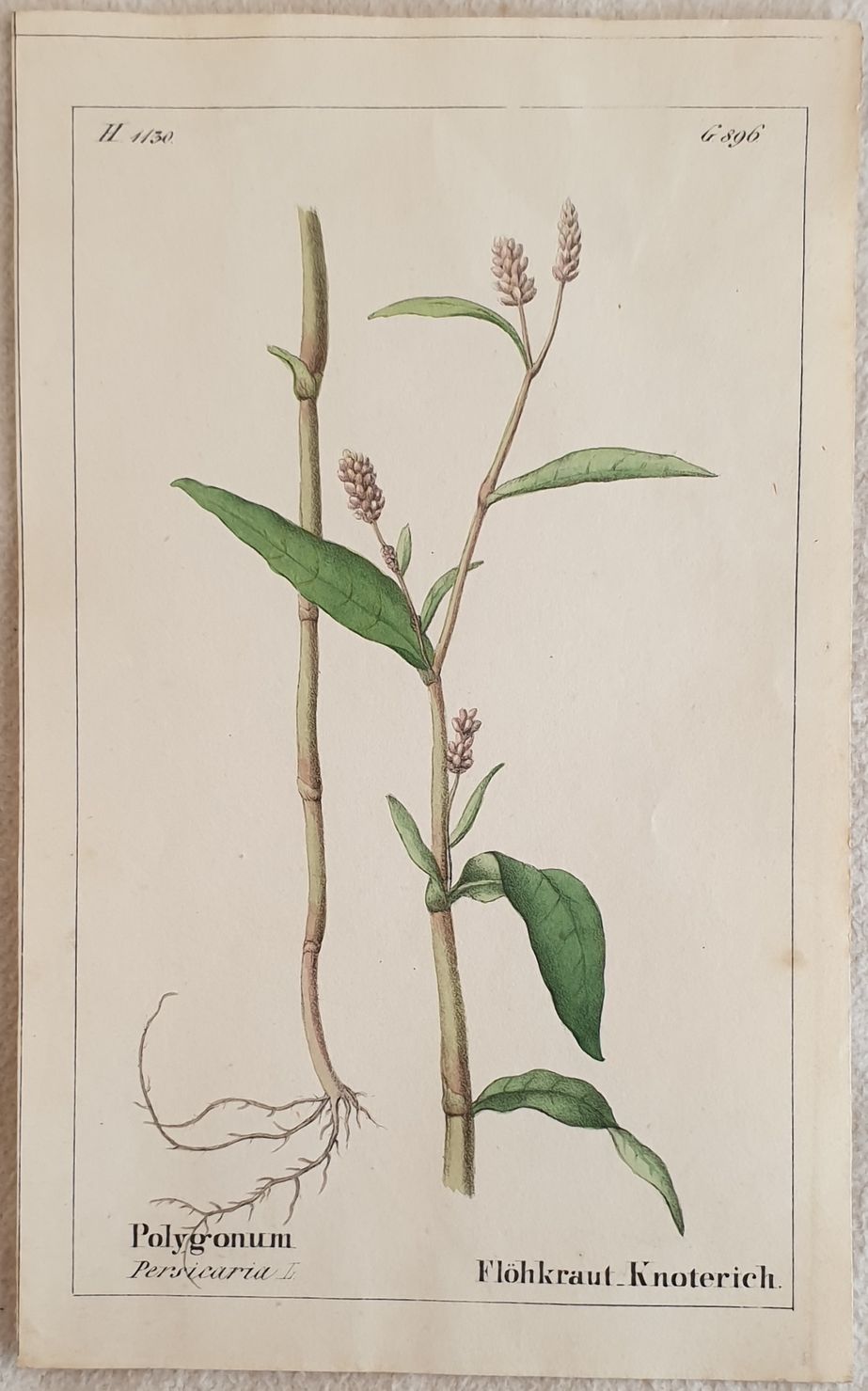 Polygonum persicaria