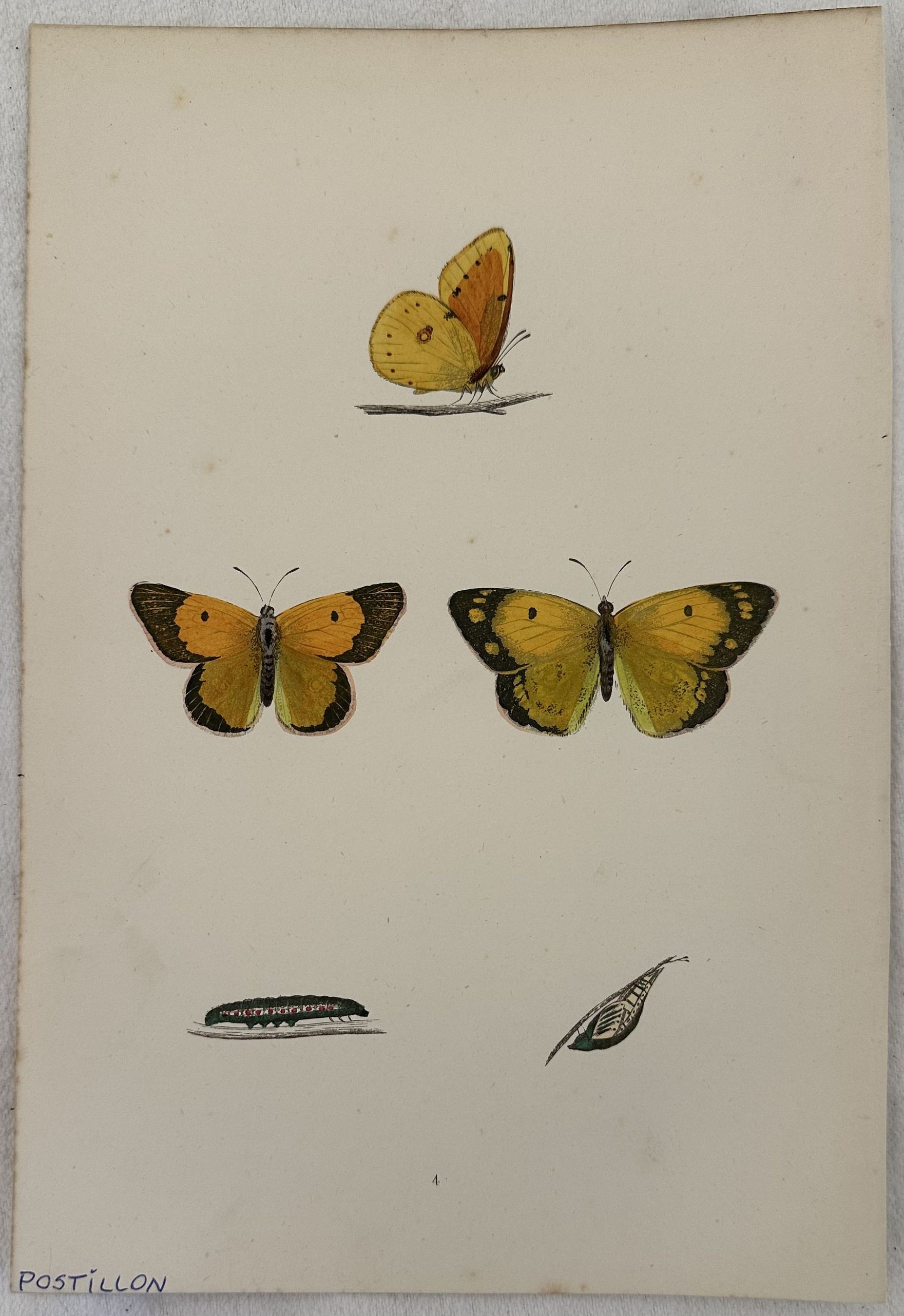 POSTILLON Colias croceus CROCEA