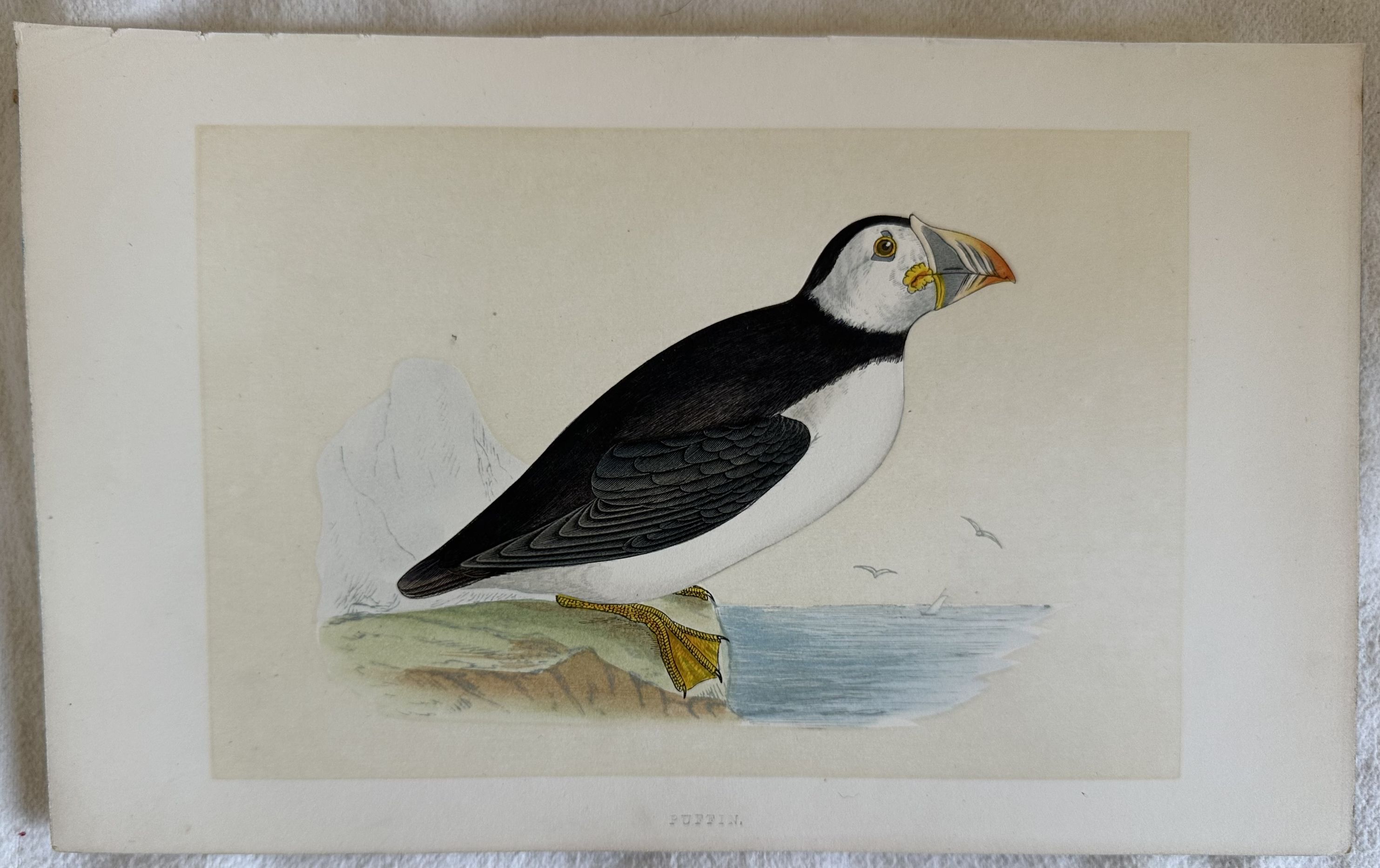 PUFFIN (Pulcinella di mare)