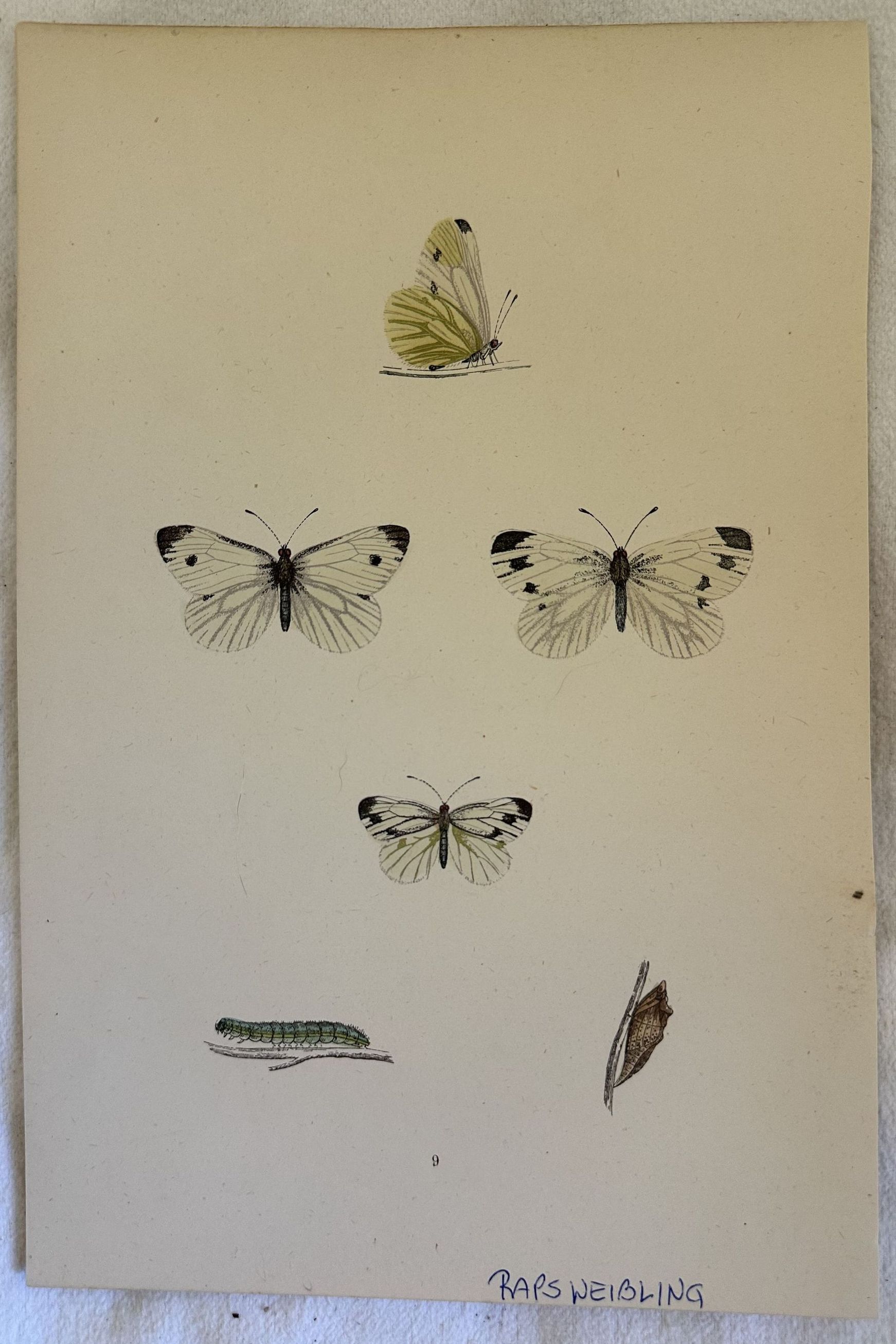 RAPSWEIBLING Pieris rapae Cavolaia minore o rapaiola