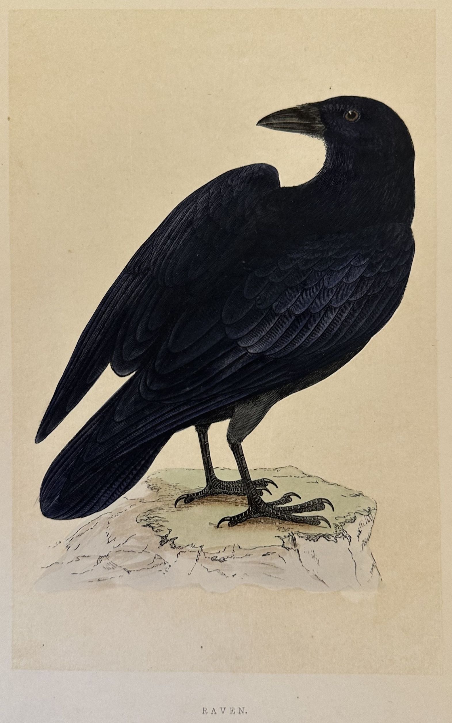 RAVEN