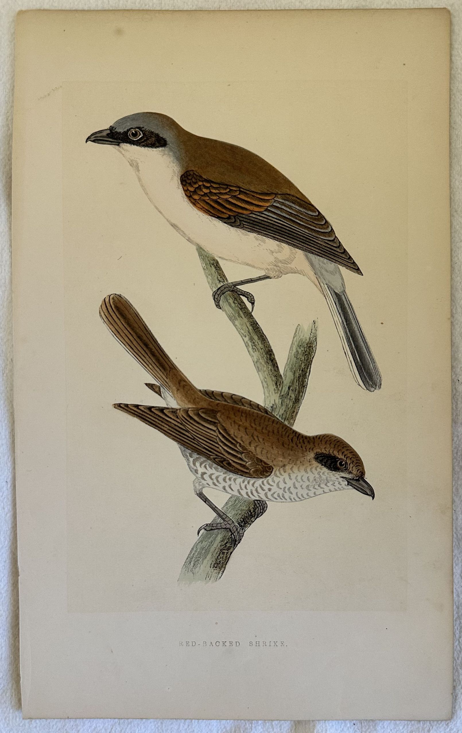 RED-BACKED SHRIKE Lanius collurio (Averla piccola)