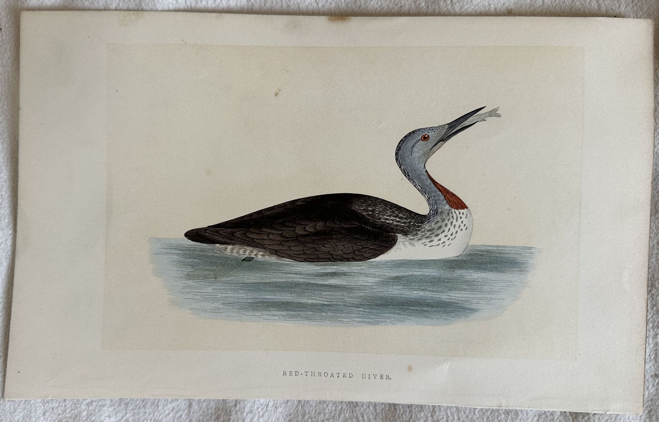 RED-THROATED DIVER (Strolaga minore)