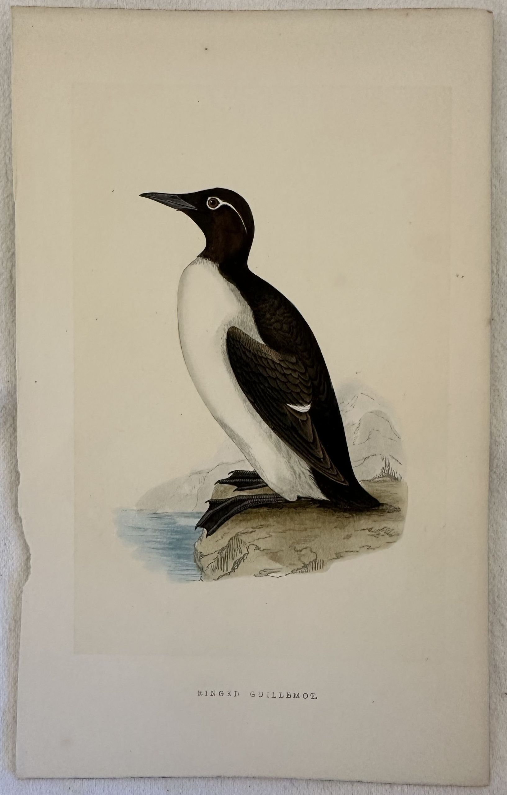 RINGED GUILLEMOT (Uria aalge)