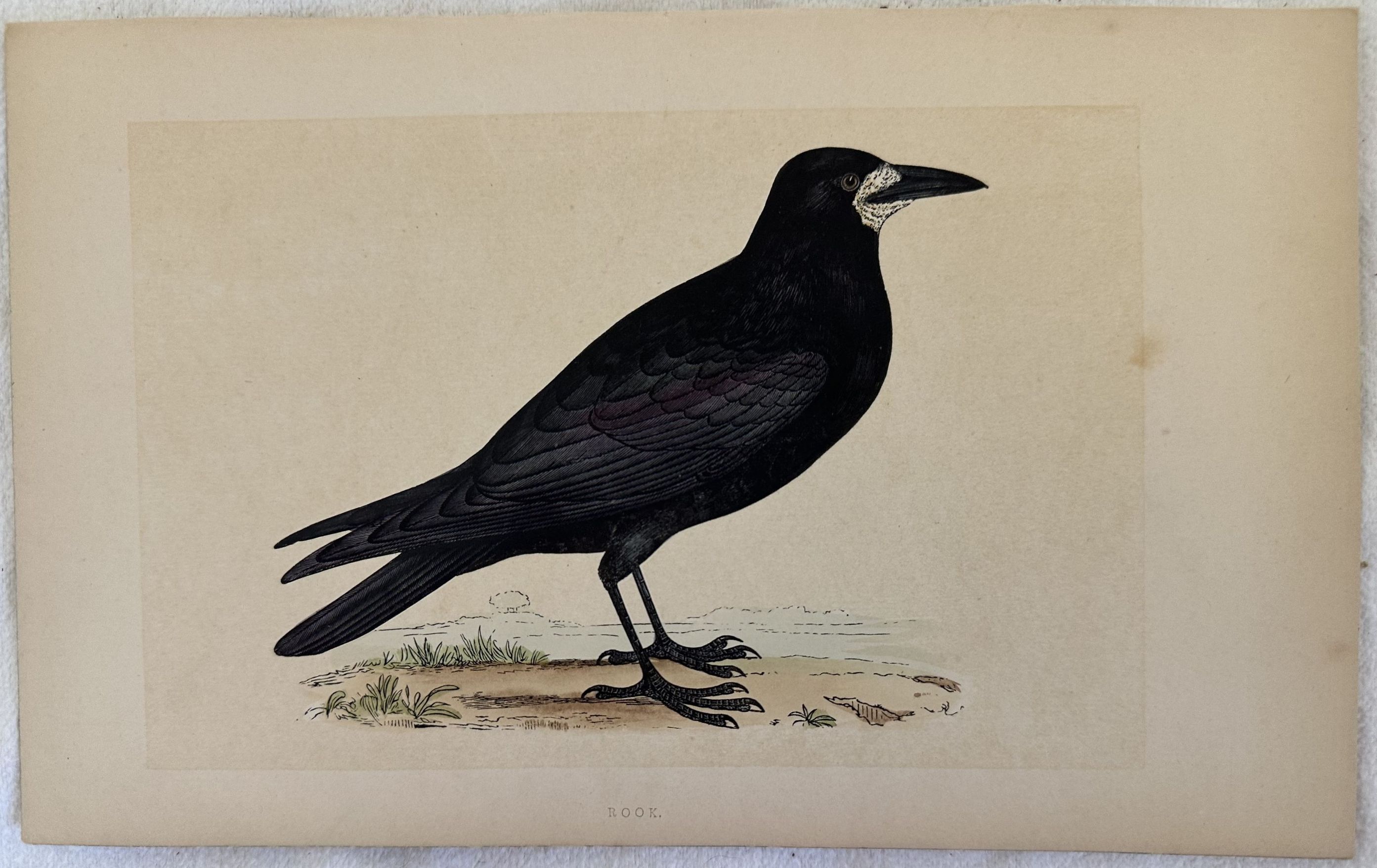 ROOK Corvus frugilegus (Corvo comune)