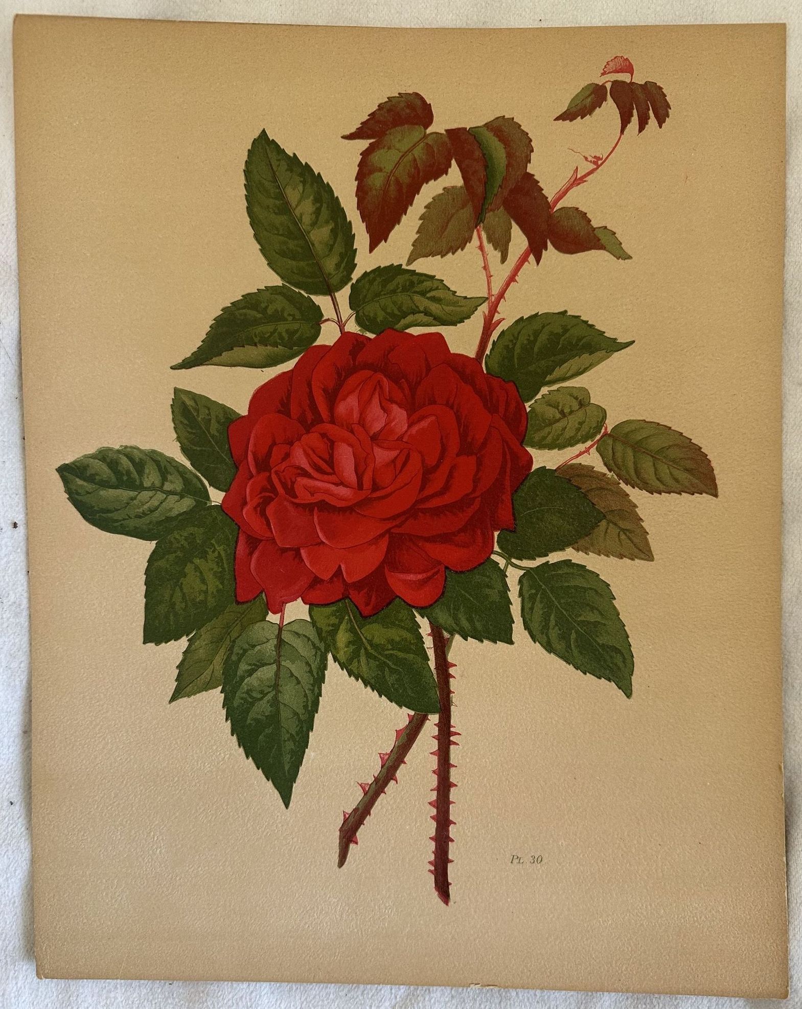 ROSA PL. 30