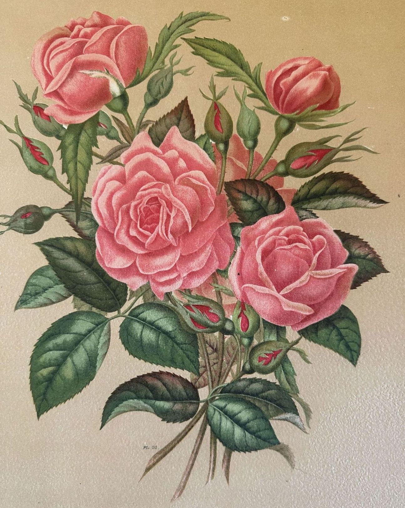 ROSA PL. 31