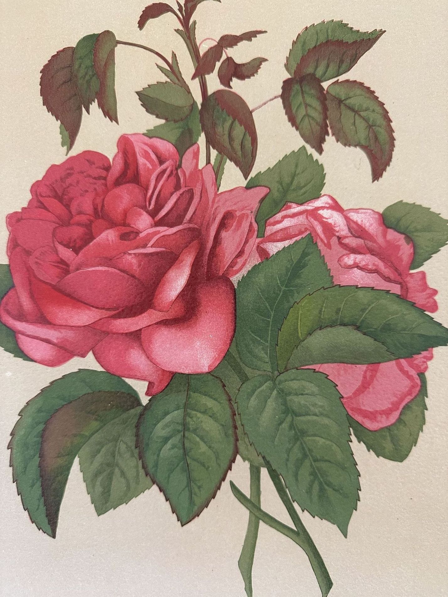 ROSA PL. 36