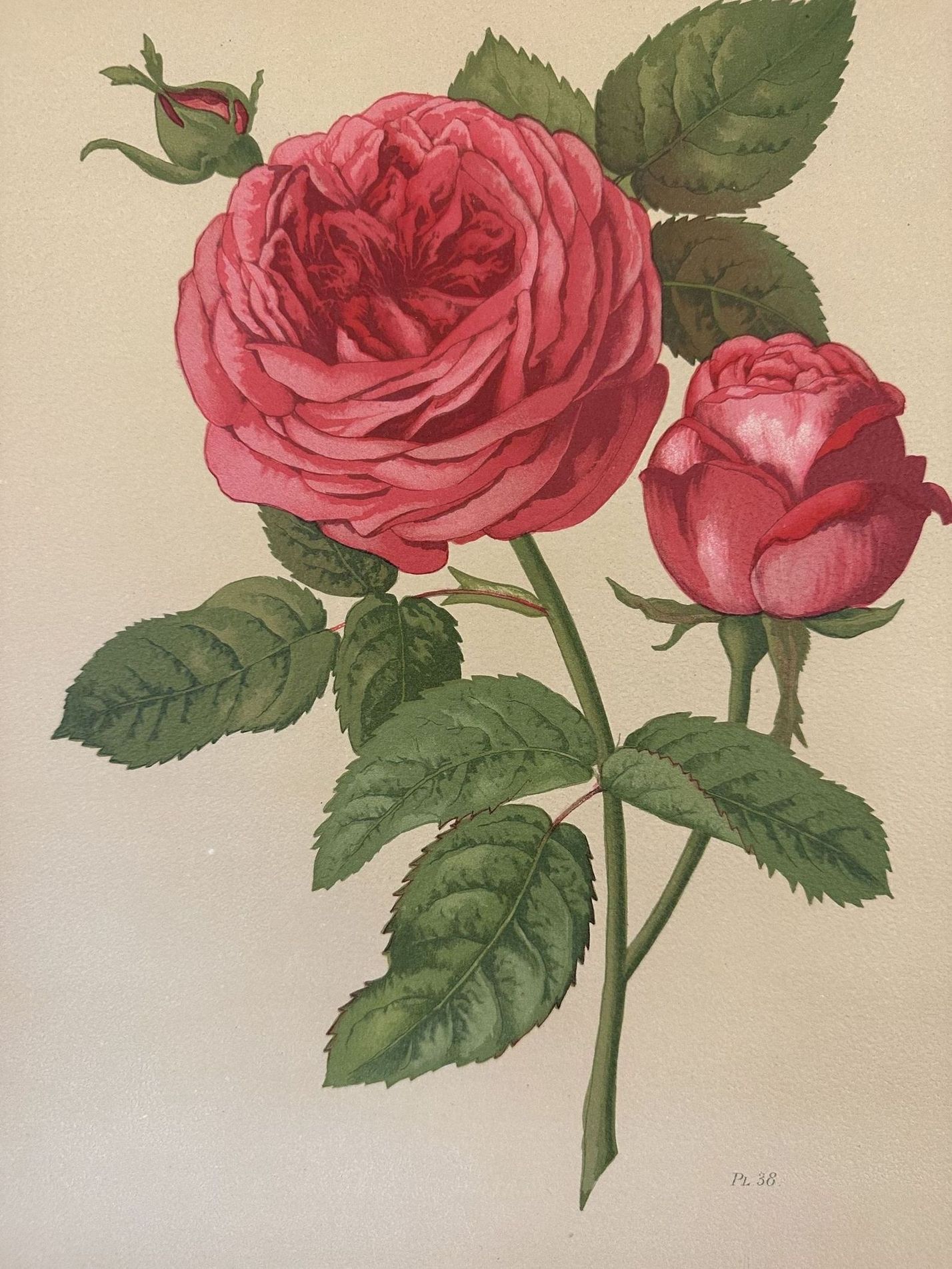 ROSA PL. 38