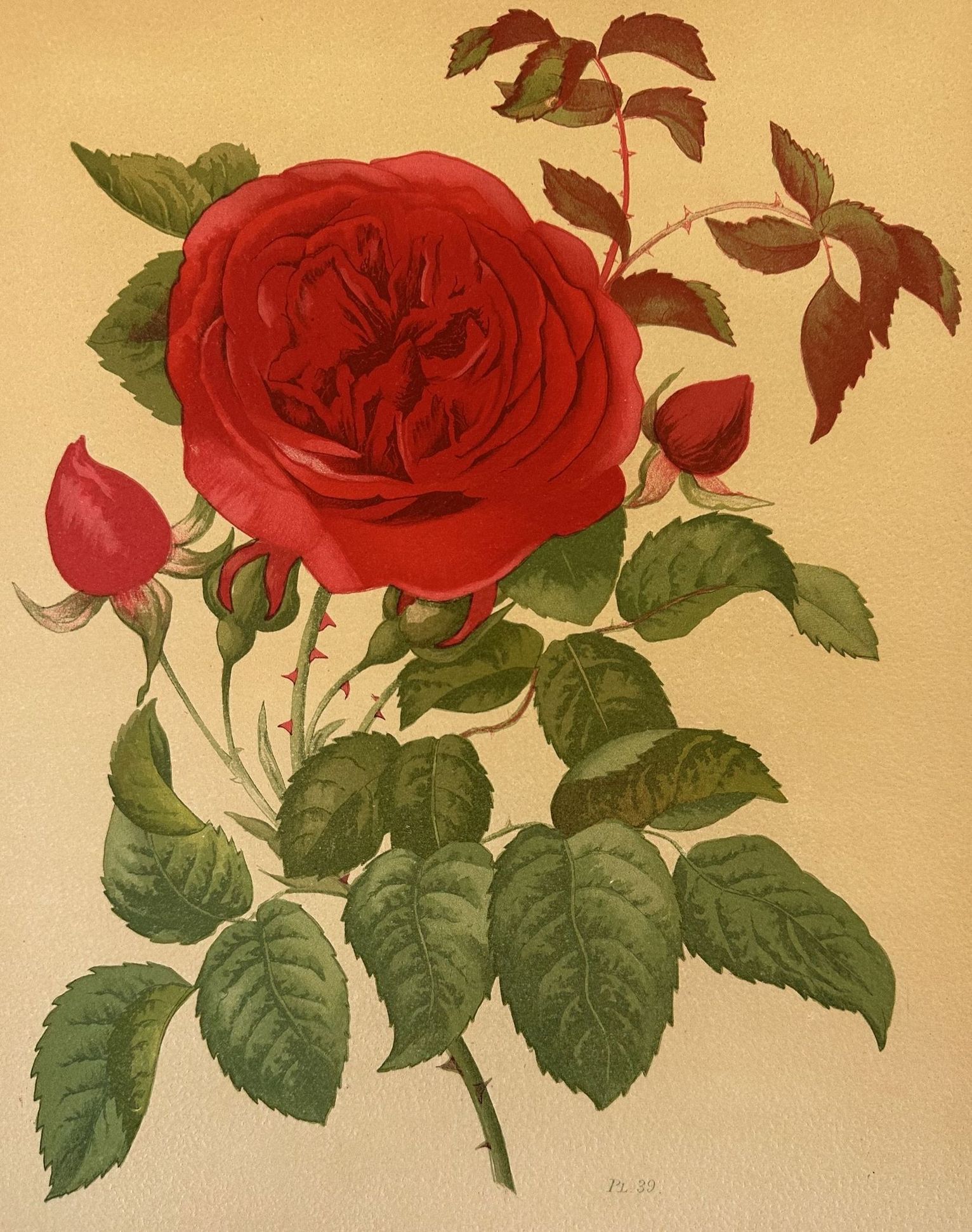 ROSA PL. 39