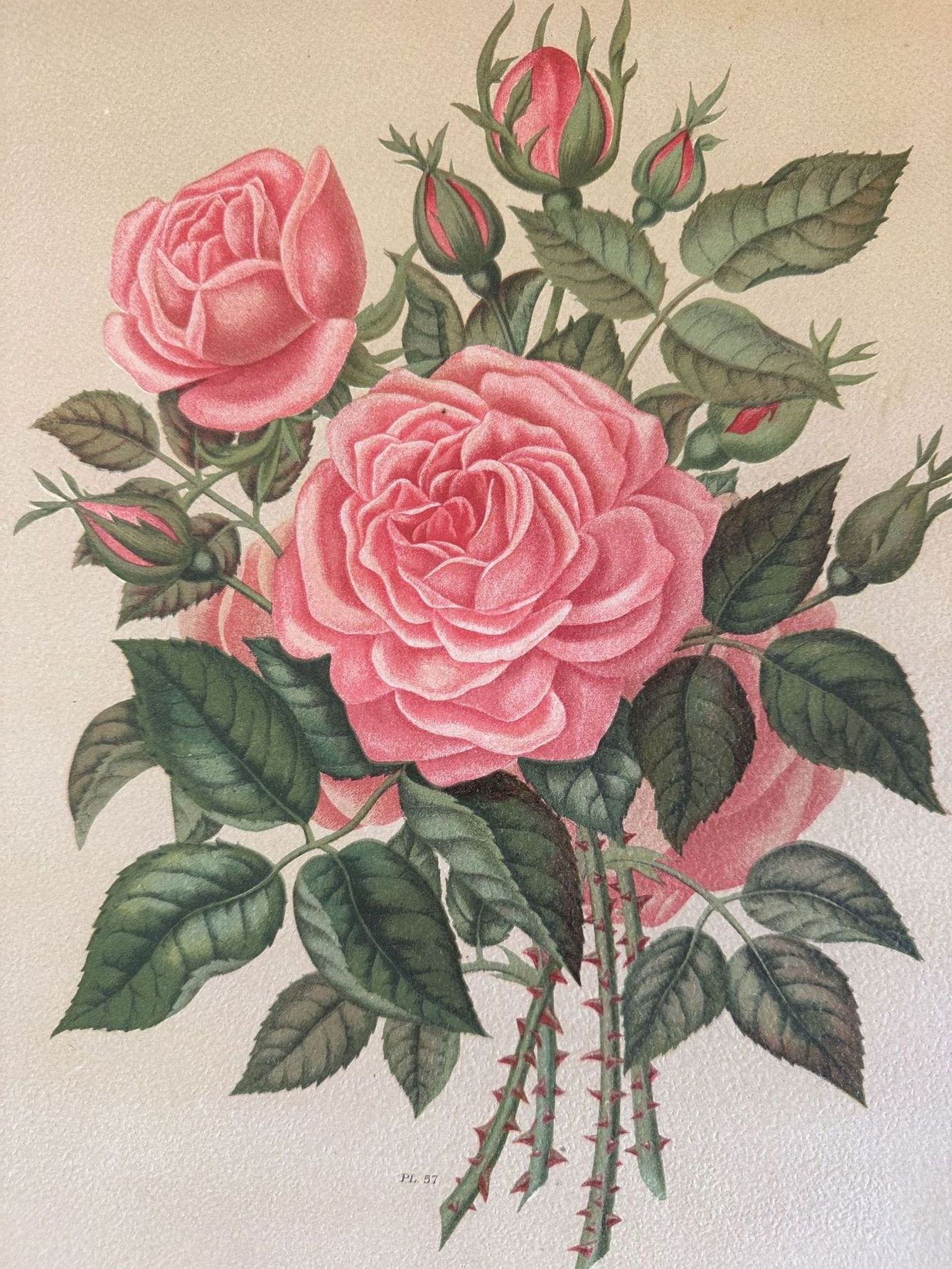 ROSA PL. 57