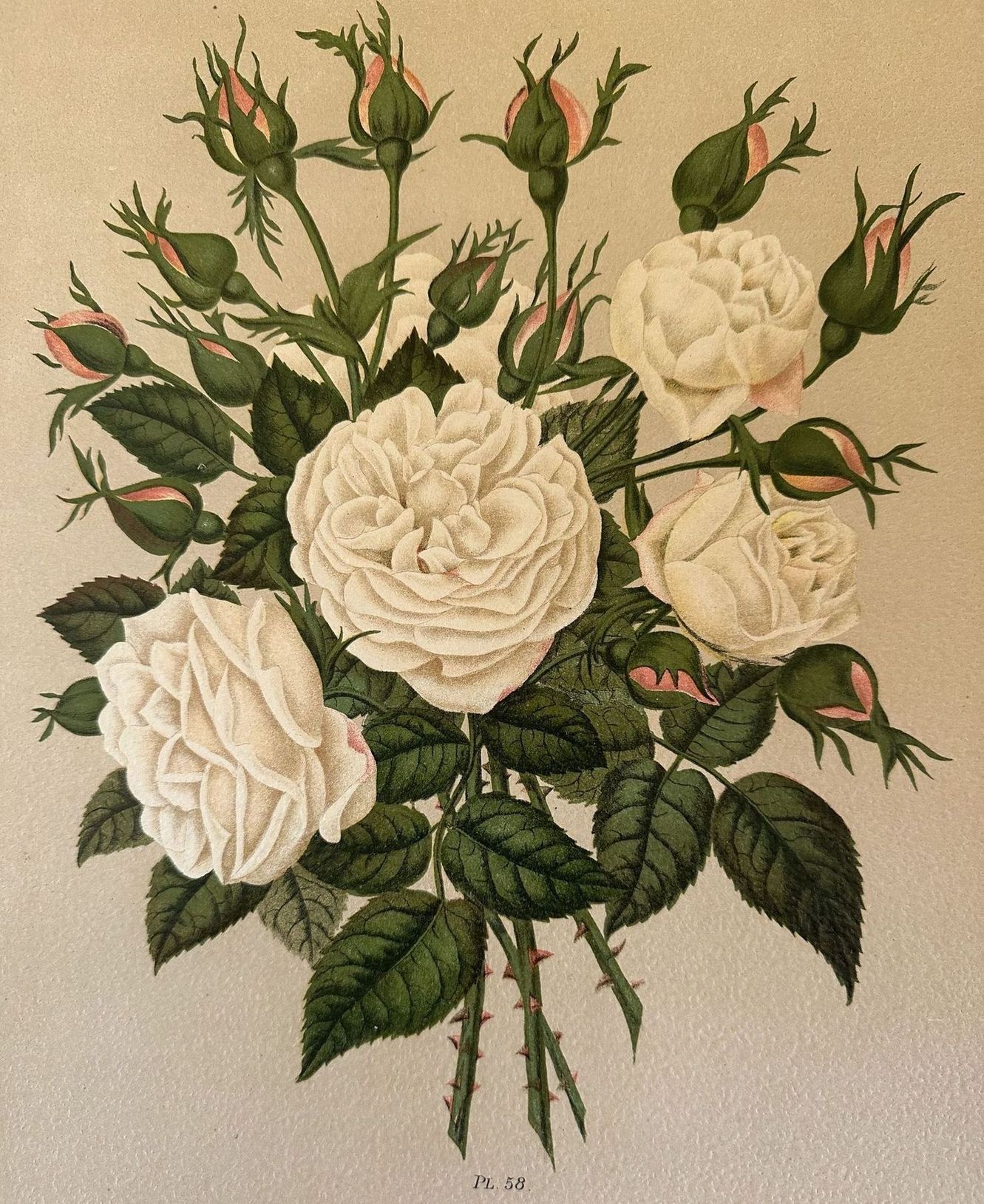 ROSA PL. 58
