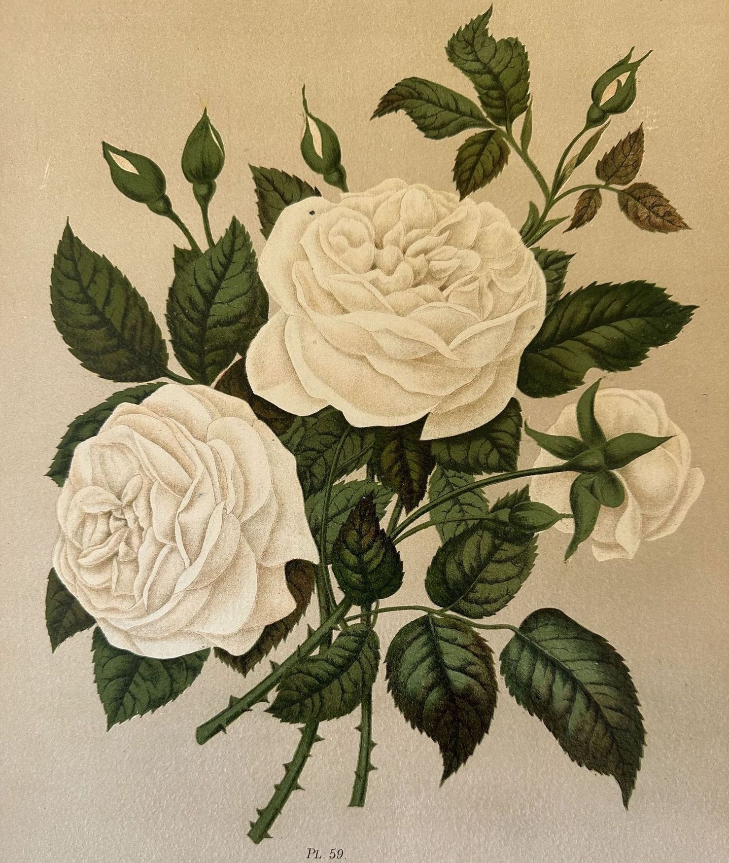 ROSA PL. 59