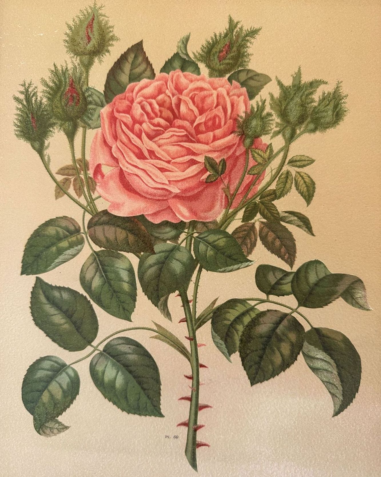 ROSA PL. 60