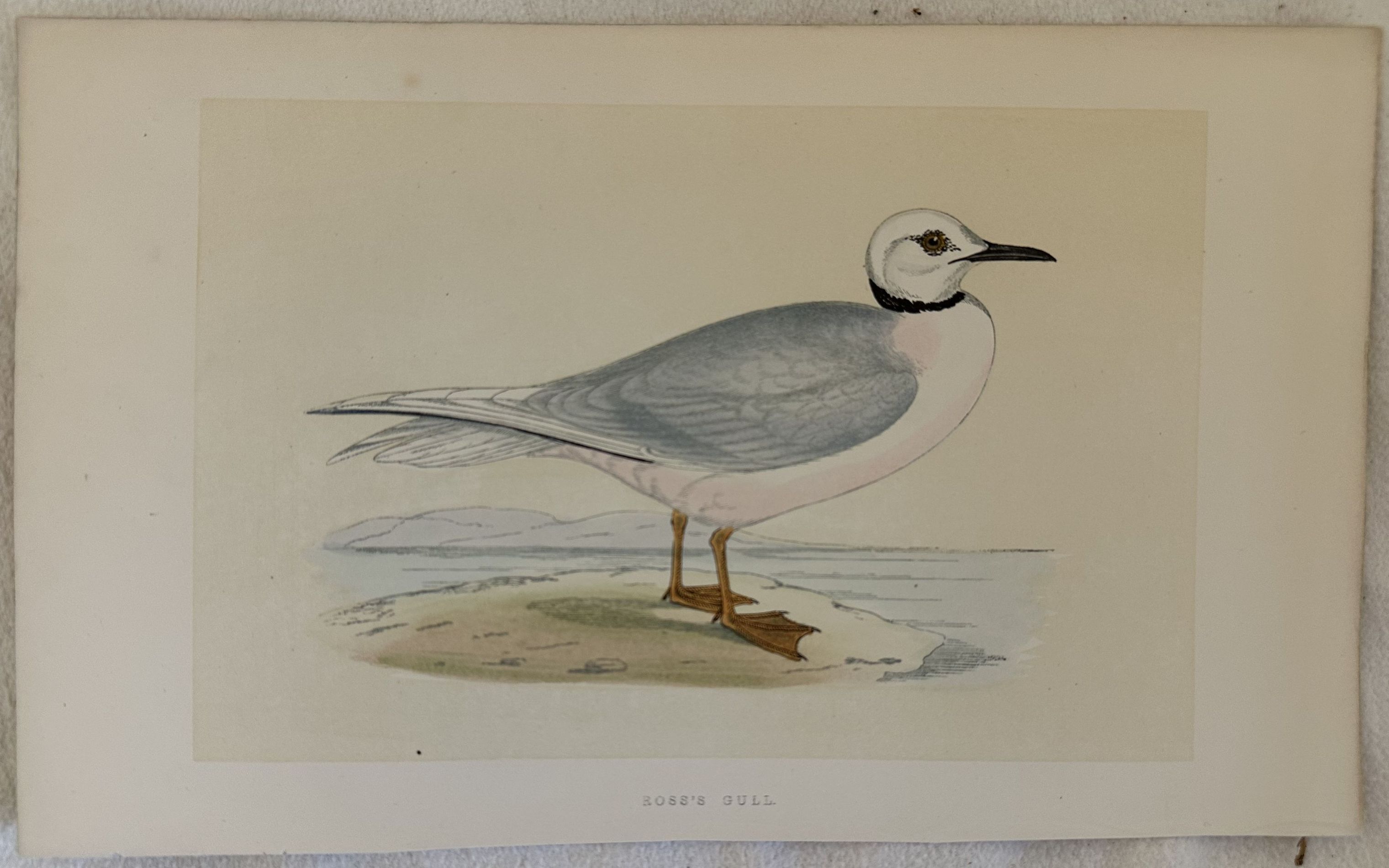 ROSS'S GULL Rhodostethia rosea (Gabbiano di Ross)