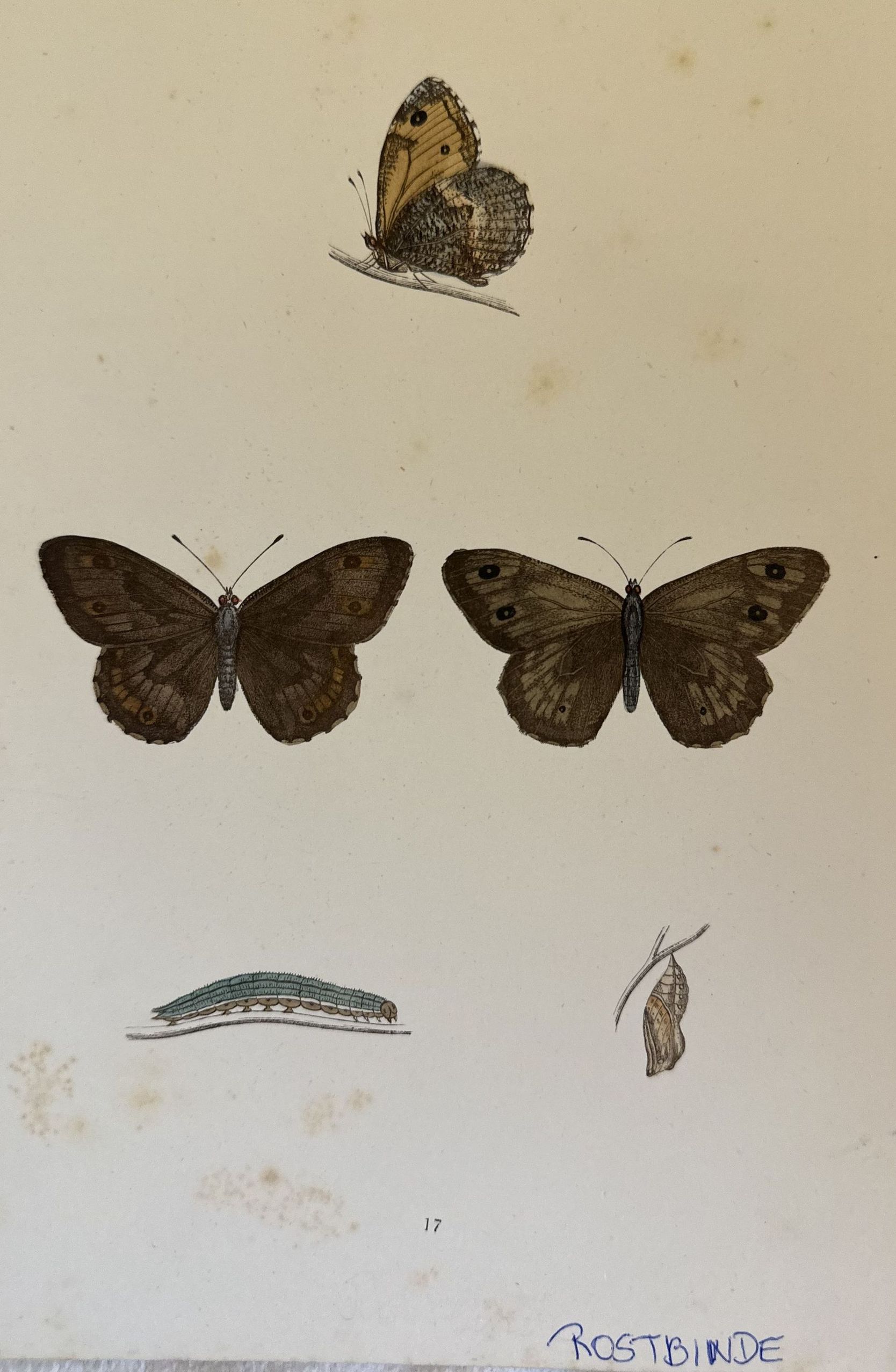 ROSTBINDE Hipparchia semele