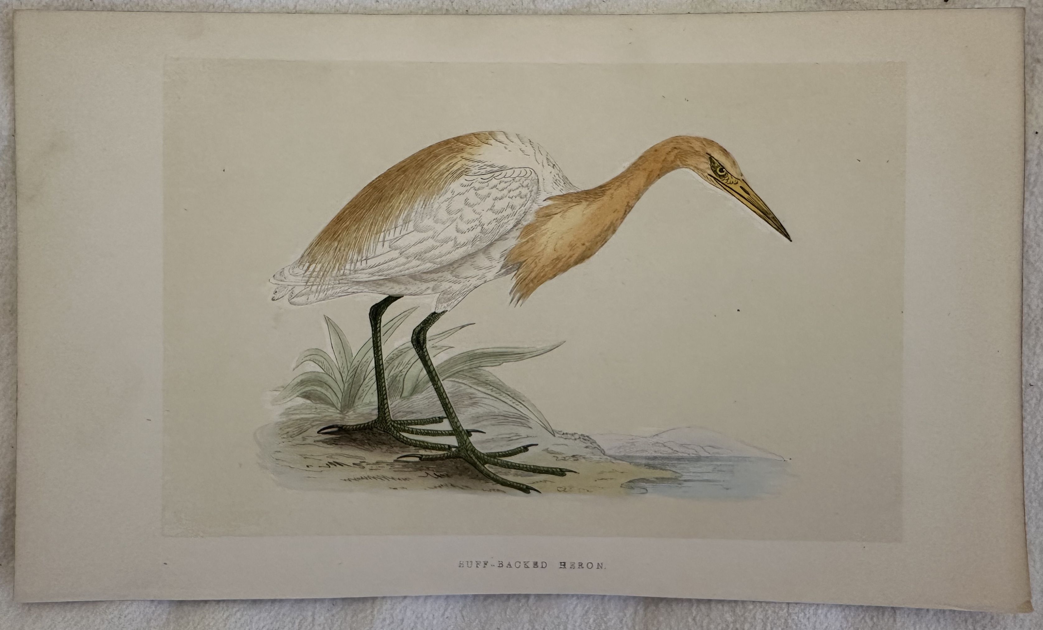 RUFF-BACKED HERON (Ardeola ralloides) Airone guardabuoi