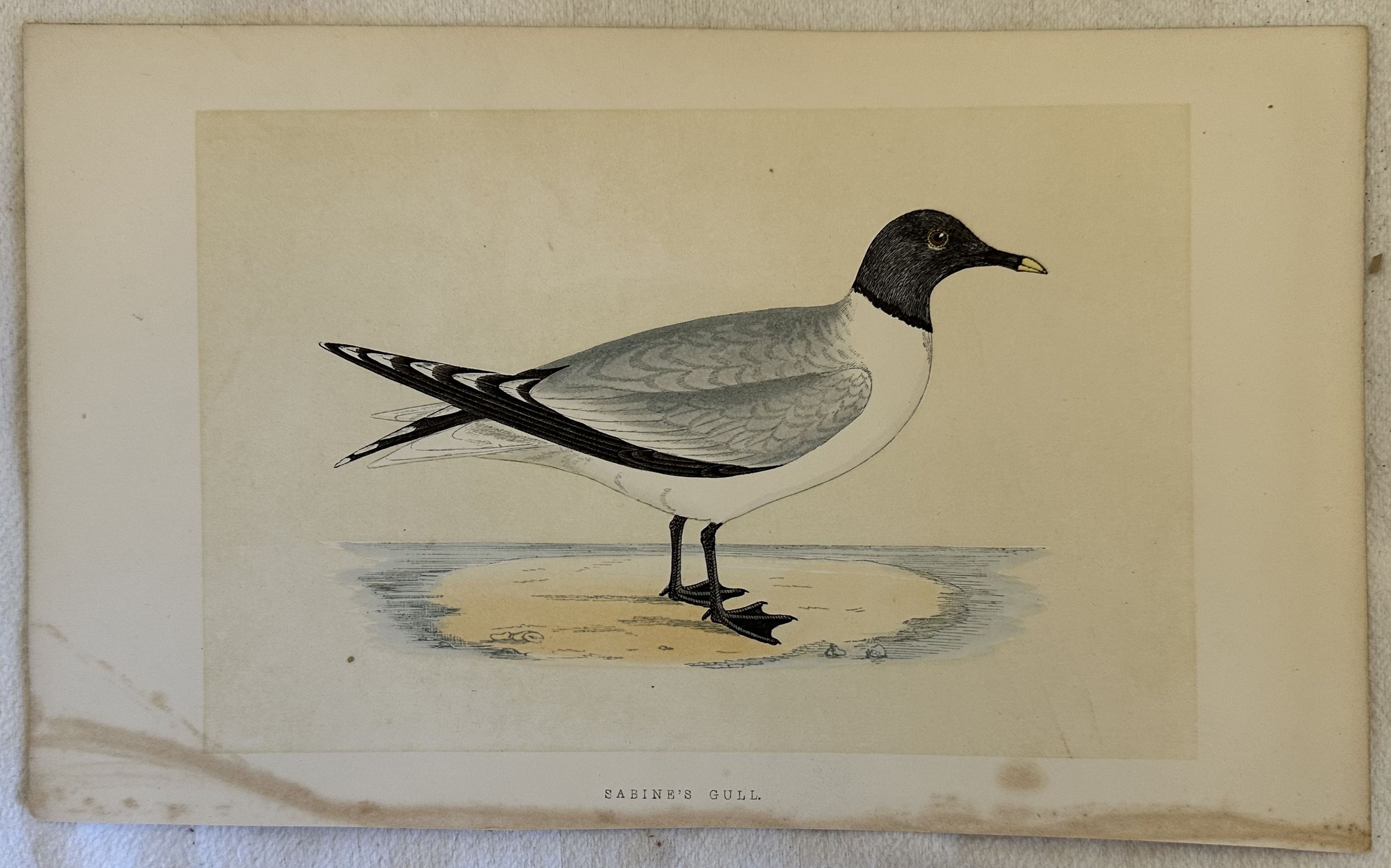 SABINE'S GULL (Gabbiano di Sabine)