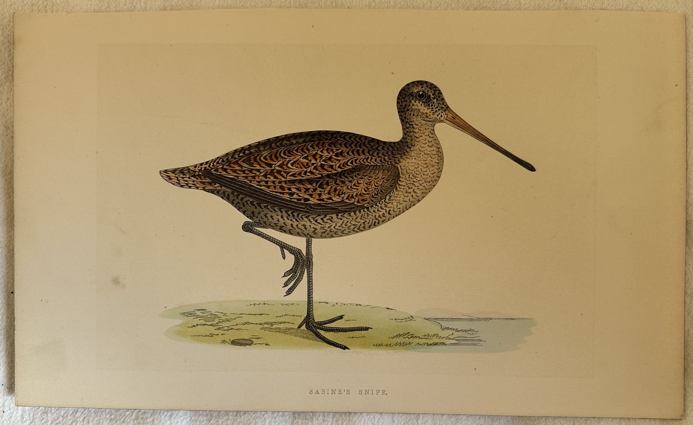 SABINEN'S SNIPE (Scolopax sabini)