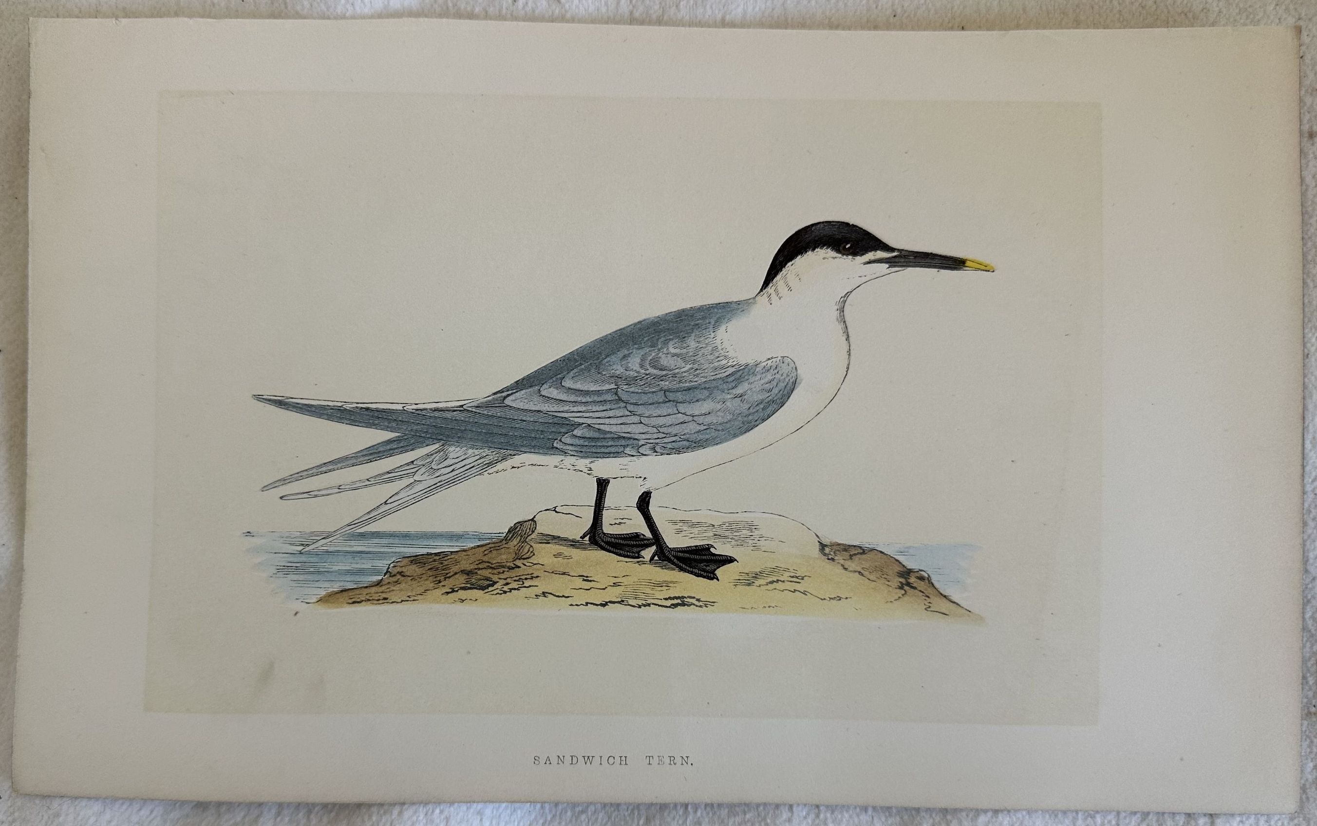 SANDWICH TERN (Thalasseus sandvicensis) Beccapesci