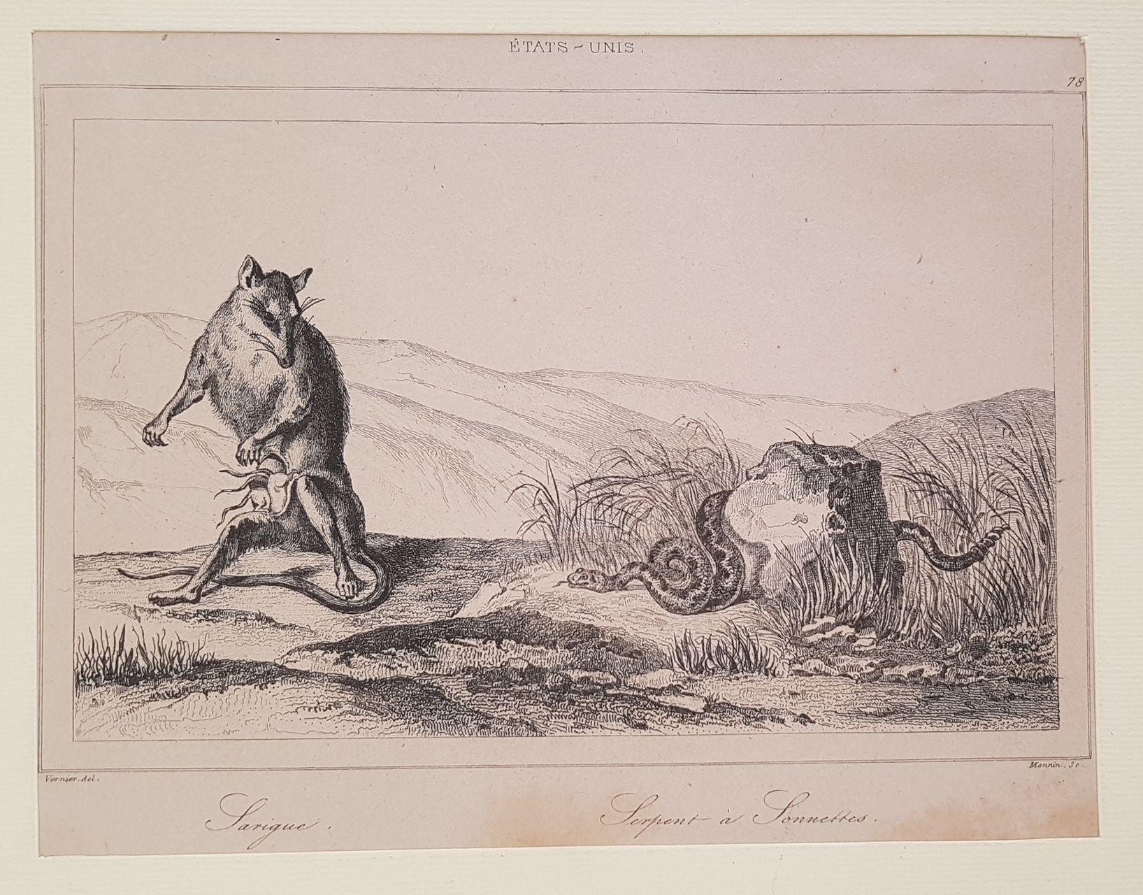 SARIGUE – SERPENT A SONNETTES